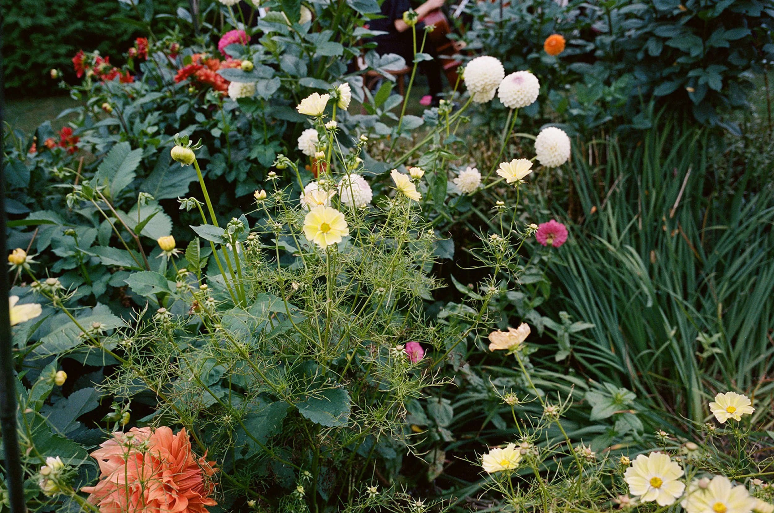 A lush garden densely filled with blooming flowers, including white dahlia and pale yellow primrose, surrounded by green foliage.
