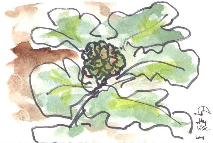 Tea Lane Farm
