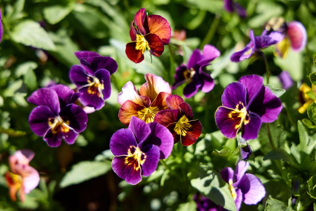 Colorful pansy flowers in purple, red, yellow, and orange shades surrounded by green leaves growing in the English garden at Lambert's Cove Inn on Martha's Vineyard, part of the resorts high-end floral program. 