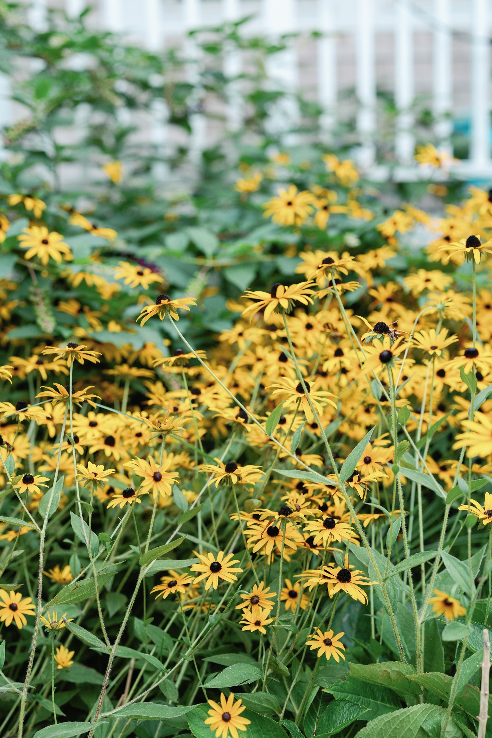 A garden filled with yellow flowers with black centers and green foliage, possibly in a greenhouse or indoor setting.