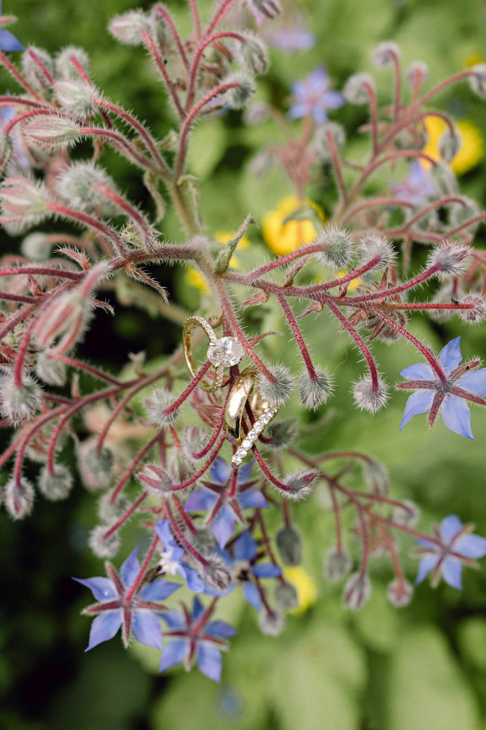 Close-up of green and purple flowering plant with fuzzy stems and small, star-shaped purple flowers.