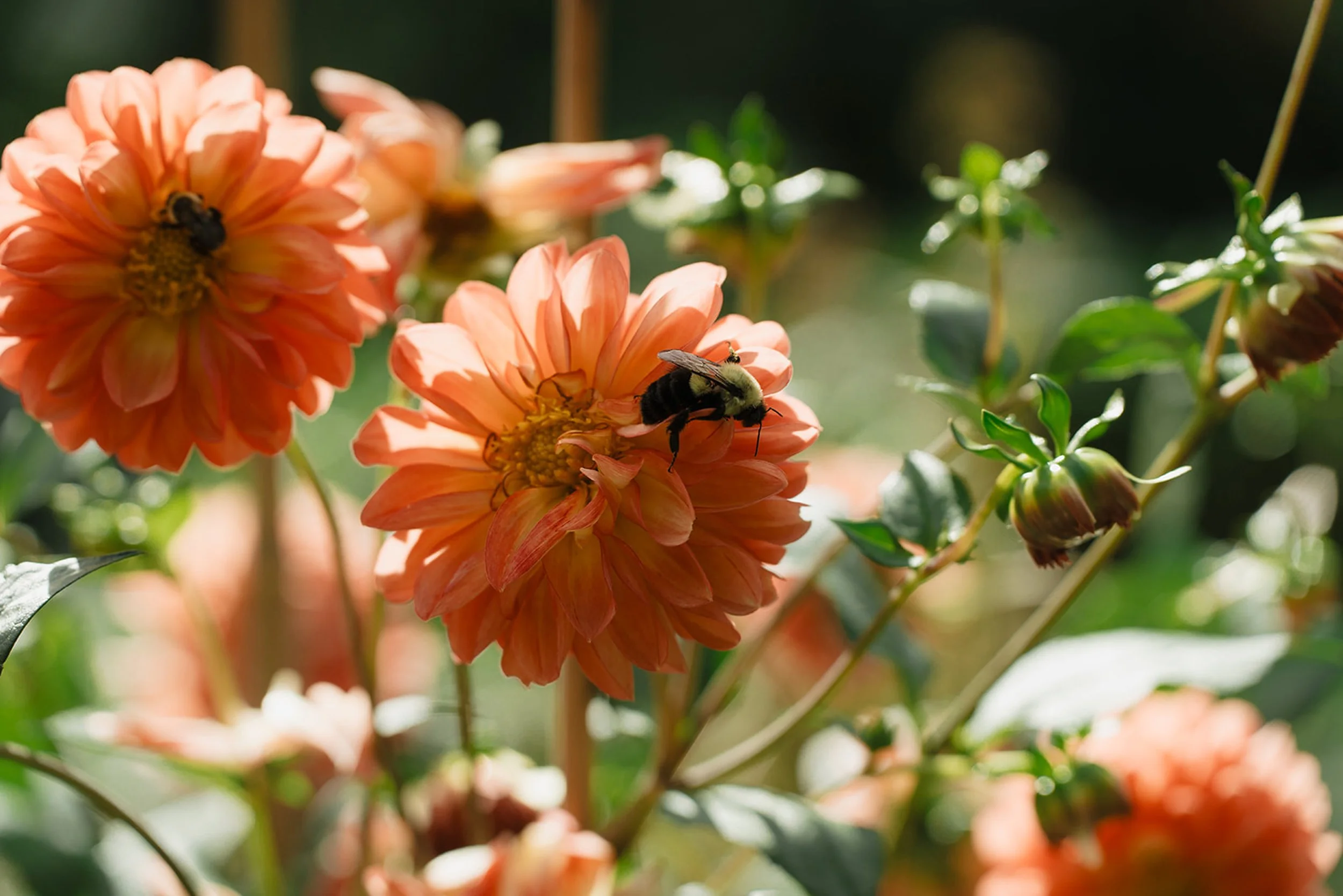 Close-up of peach-colored flowers with a bee collecting nectar on one of the flowers.