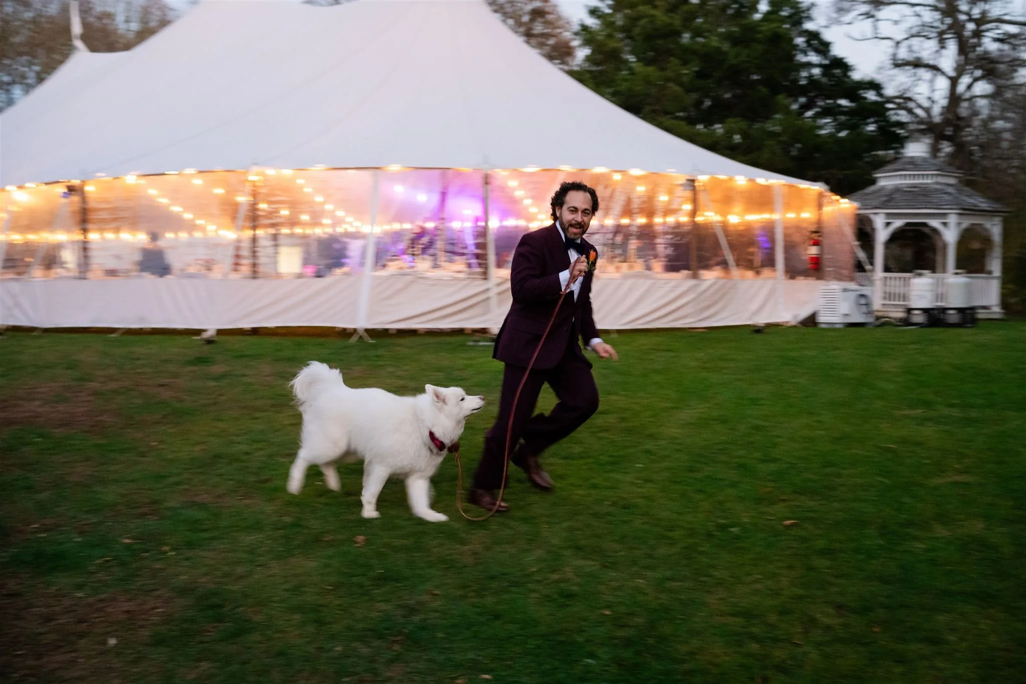 A man in a suit holding a leash and running with a white dog in front of a white tent decorated with string lights, outdoors at dusk at a wedding reception at Lambert's Cove Inn on Martha's Vineyard.