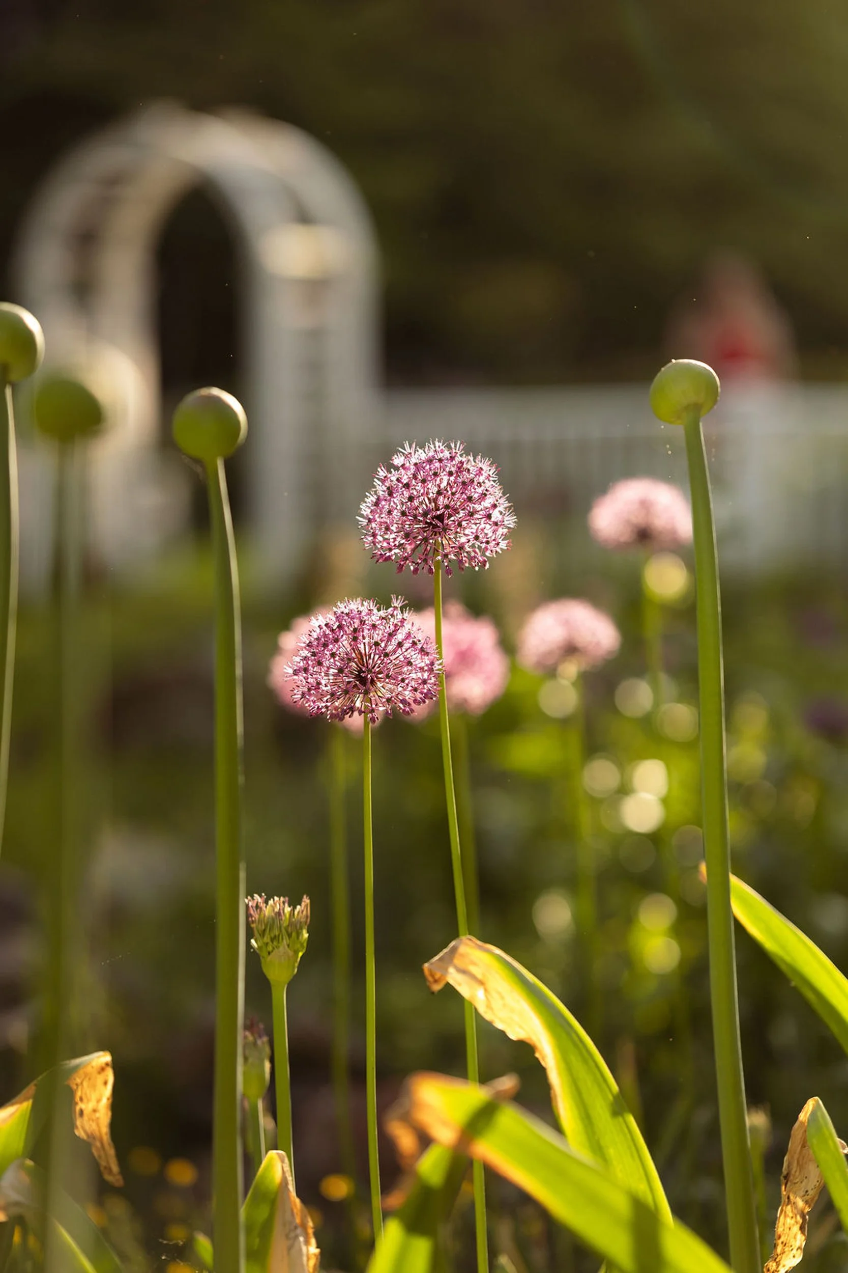 Close-up of pink allium flowers with green stems, some leaves, and dried leaves in the foreground. A birdbath is blurred in the background.