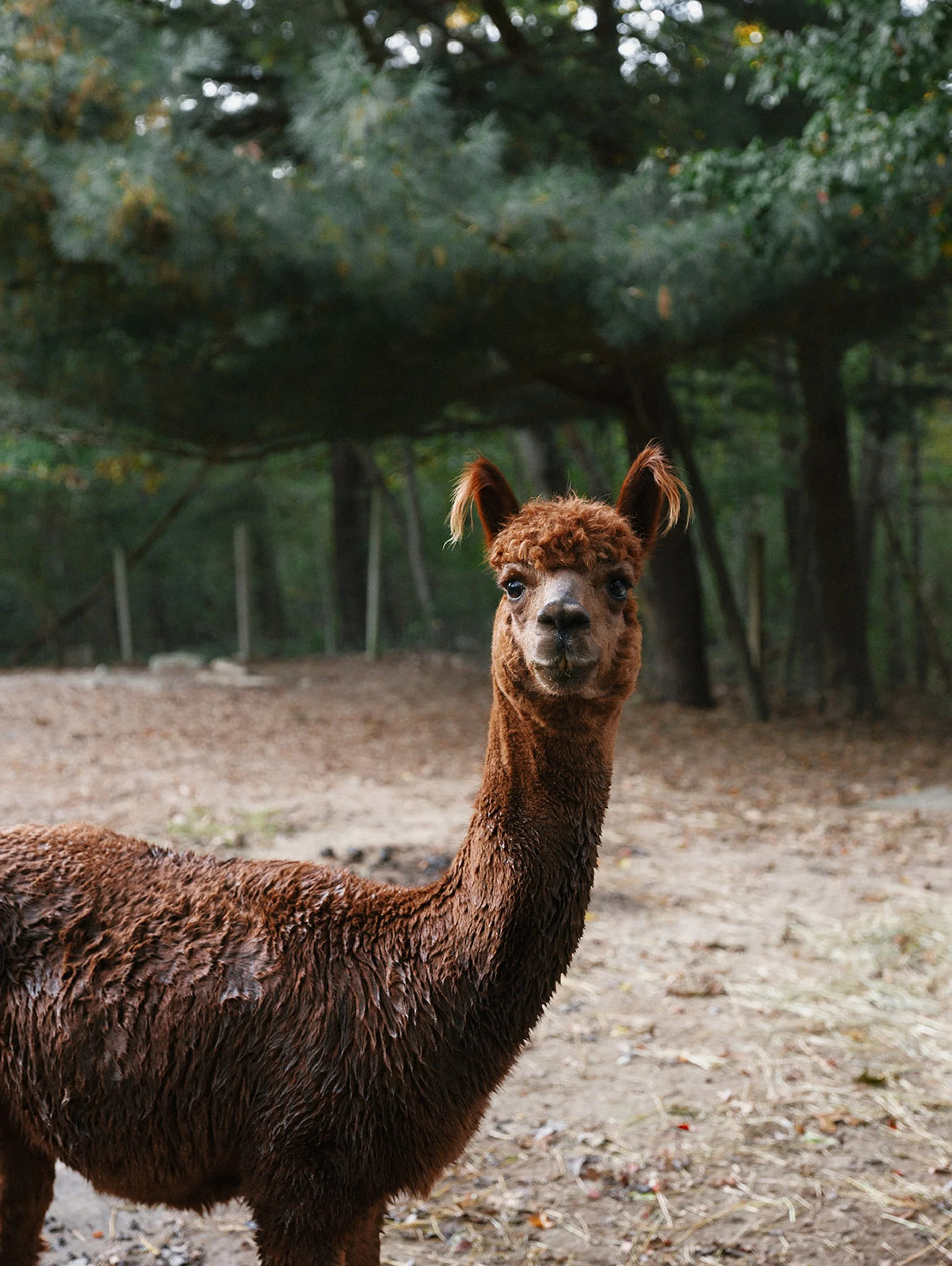 A brown alpaca with curly fur standing outdoors on a dirt ground, with green trees in the background.