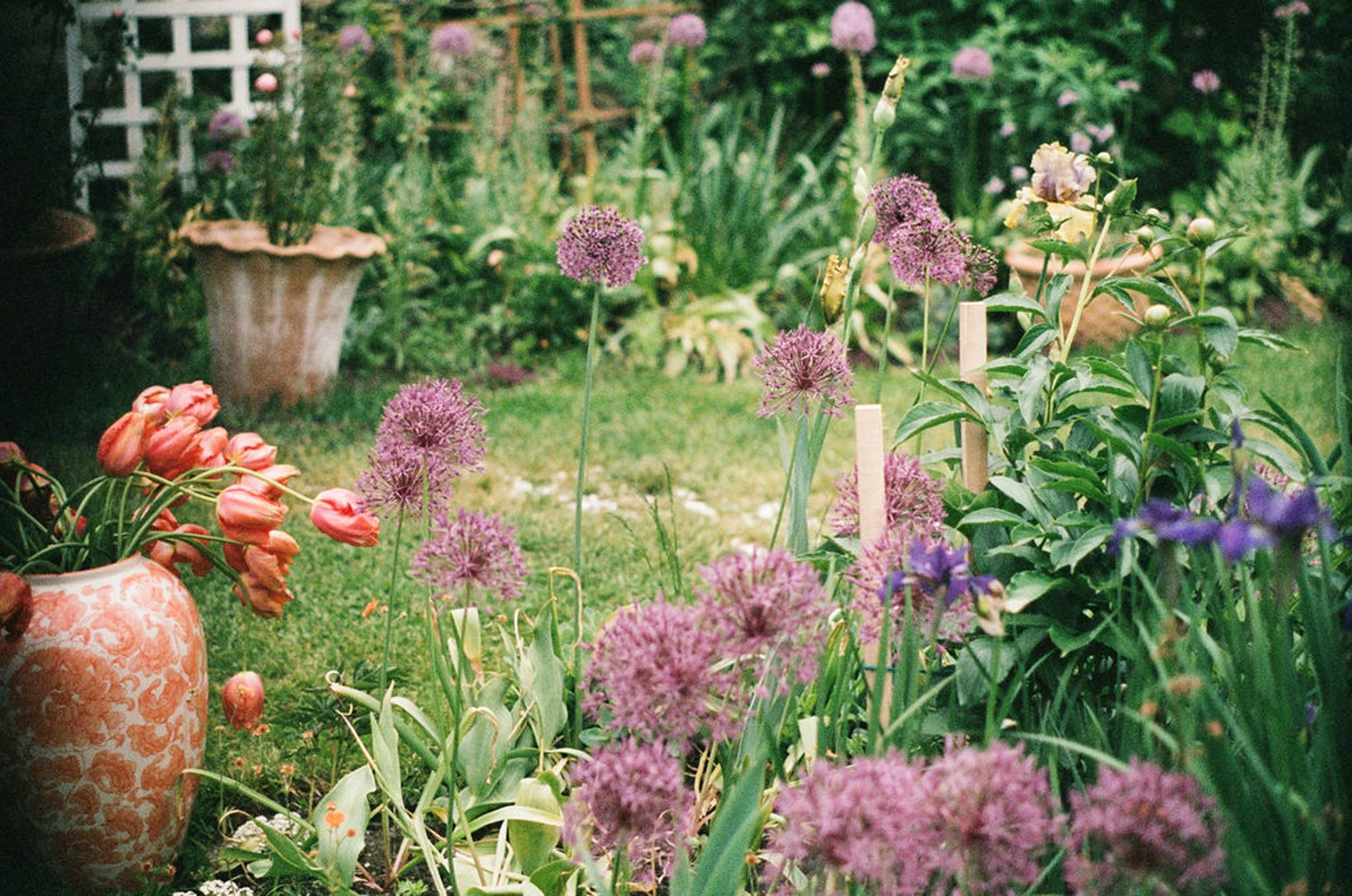 A lush garden filled with various blooming flowers including purple alliums, pink tulips, and light purple irises. There are garden pots and a white trellis in the background.