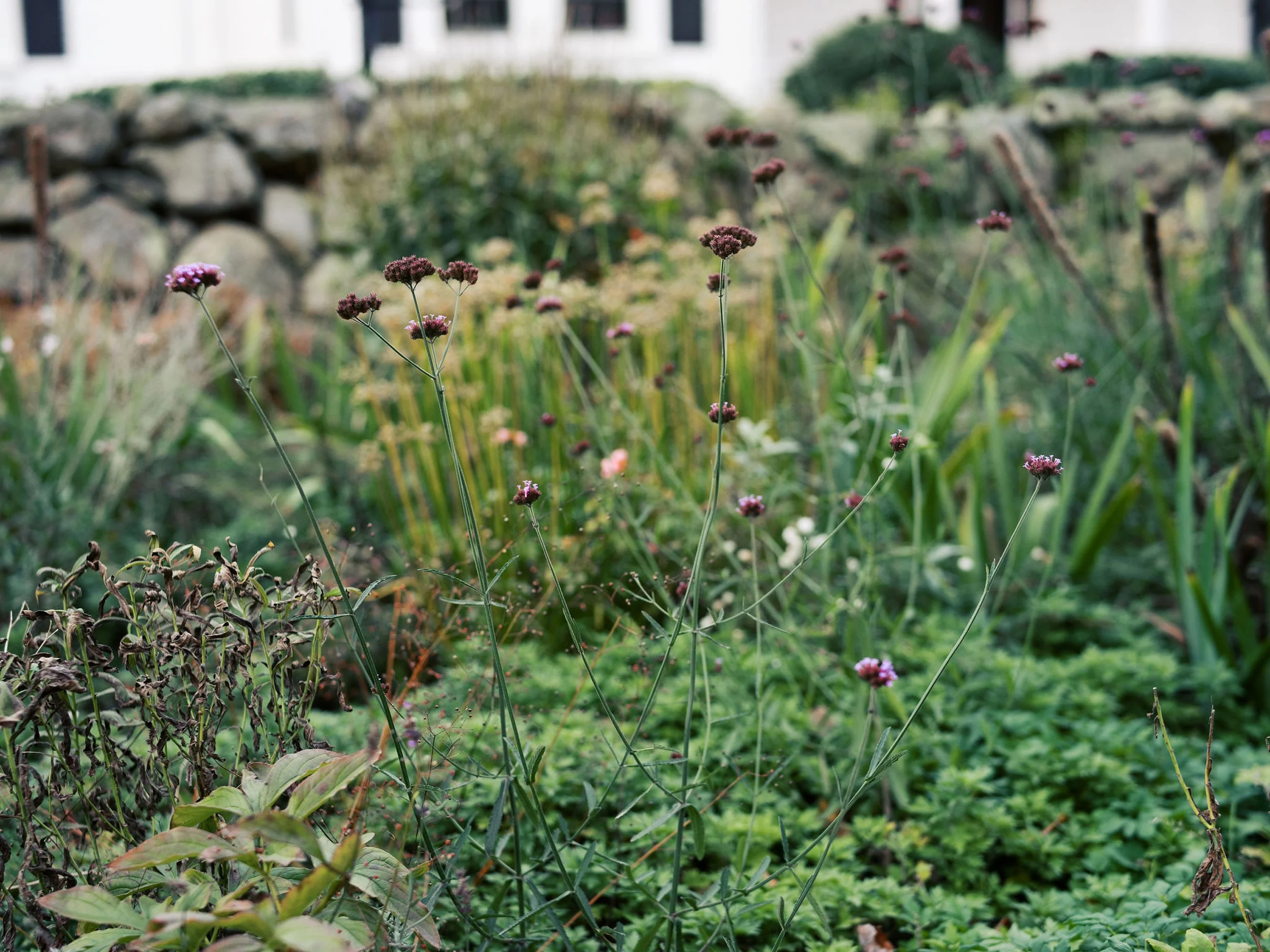 A garden with pink and purple flowers, some green plants, and a stone wall in the background.