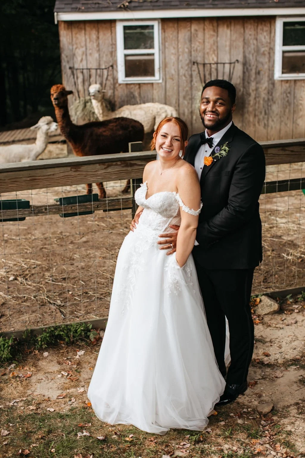 A newlywed couple posing for a photo at Lambert's Cove Inn with llamas in the background. The bride is in a white wedding dress with off-shoulder sleeves, and the groom is in a black tuxedo with a bow tie and a boutonniere.