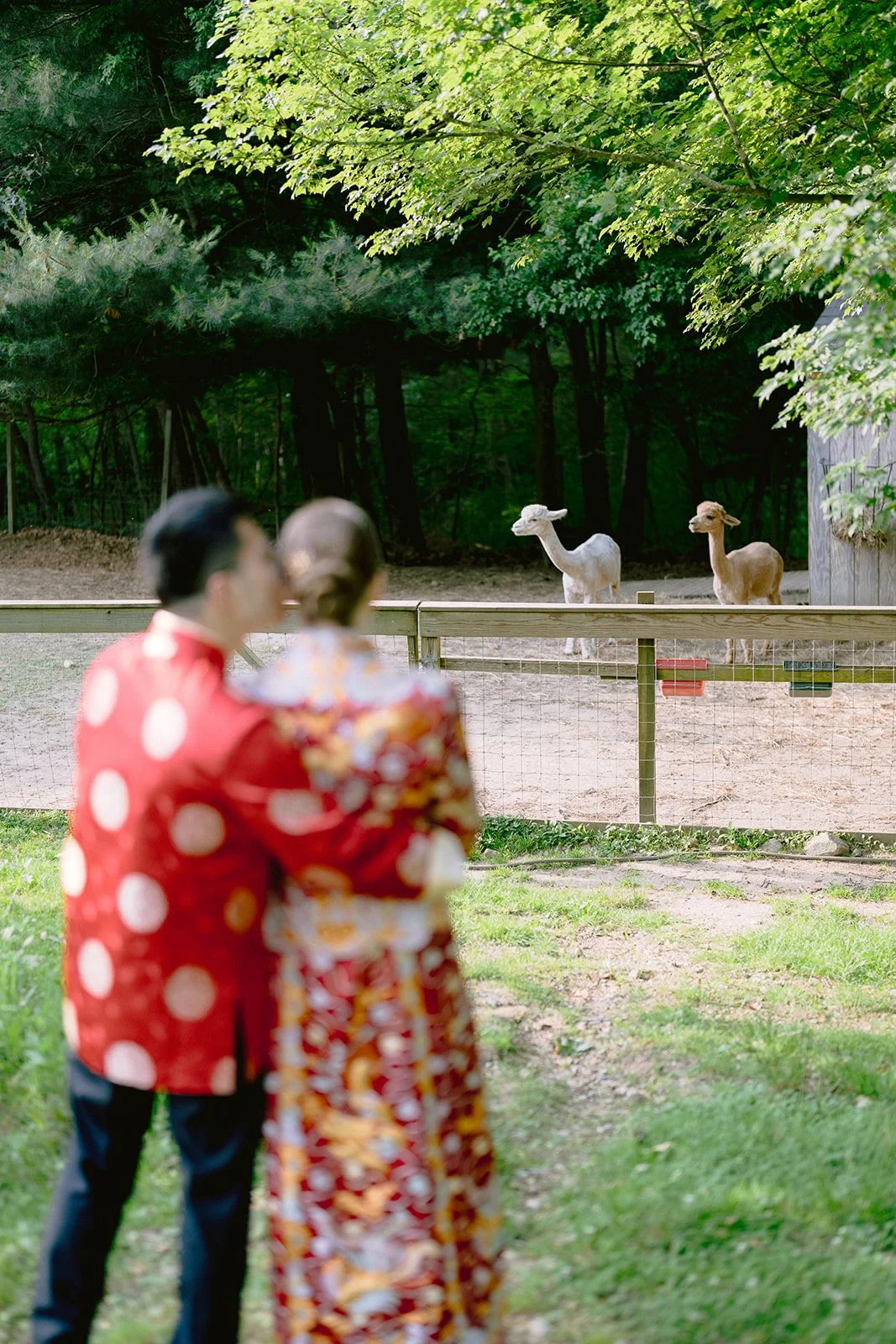Couple watching two llamas at Lambert's Cove Inn on Martha's Vineyard, surrounded by green trees and a wooden fence.