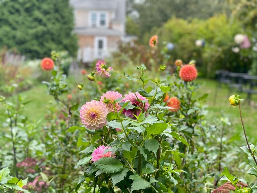 A garden with blooming pink and orange dahlias plants, a brick house in the background, lush green trees, and a black table with chairs.