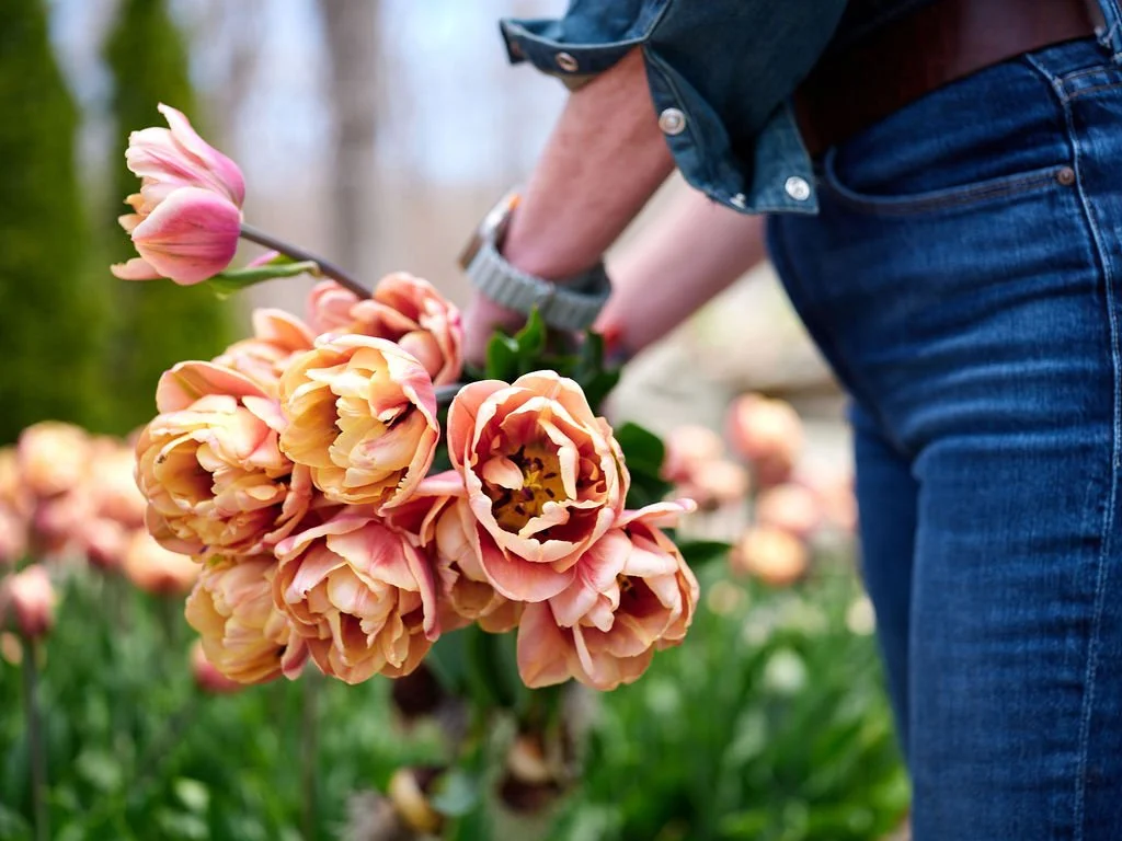 Person harvesting a bouquet of pink and peach tulips in a garden at Lambert's Cove Inn, which grows its own flowers for weddings and events.