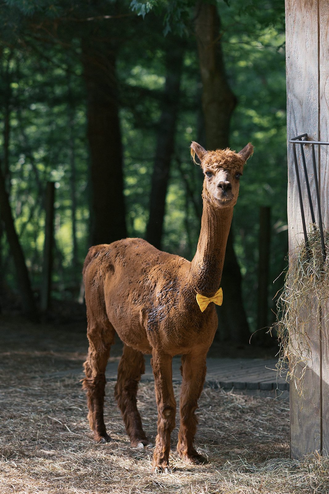 A brown alpaca at Lambert's Cove Inn on Martha's Vineyard with a yellow bow tie stands outdoors in a wooded area beside a wooden structure with hay hanging from it.