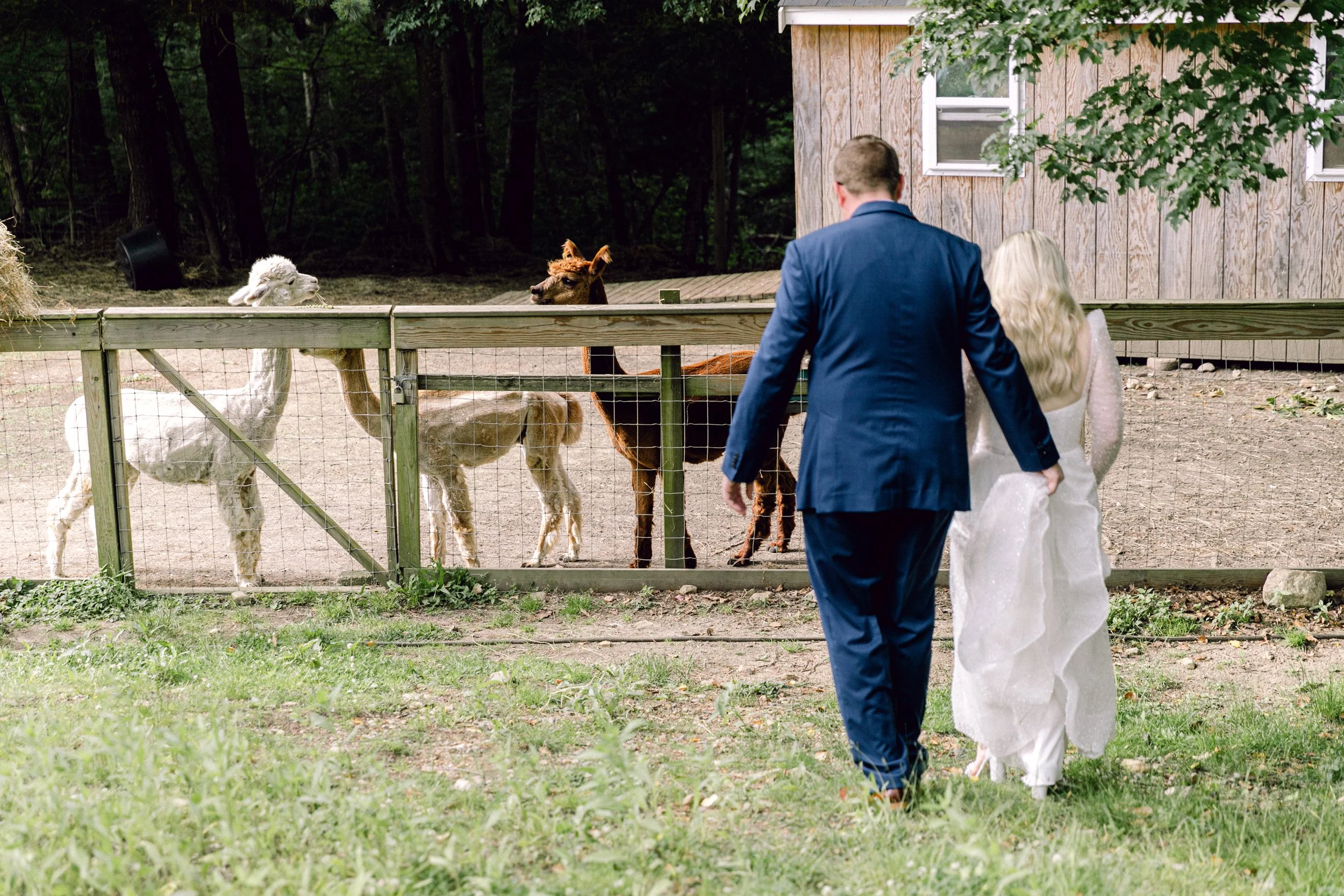 A bride and groom walking towards an alpaca and a llama at at Lambert's Cove Inn on Martha's Vineyard, with a wooden building and trees in the background.
