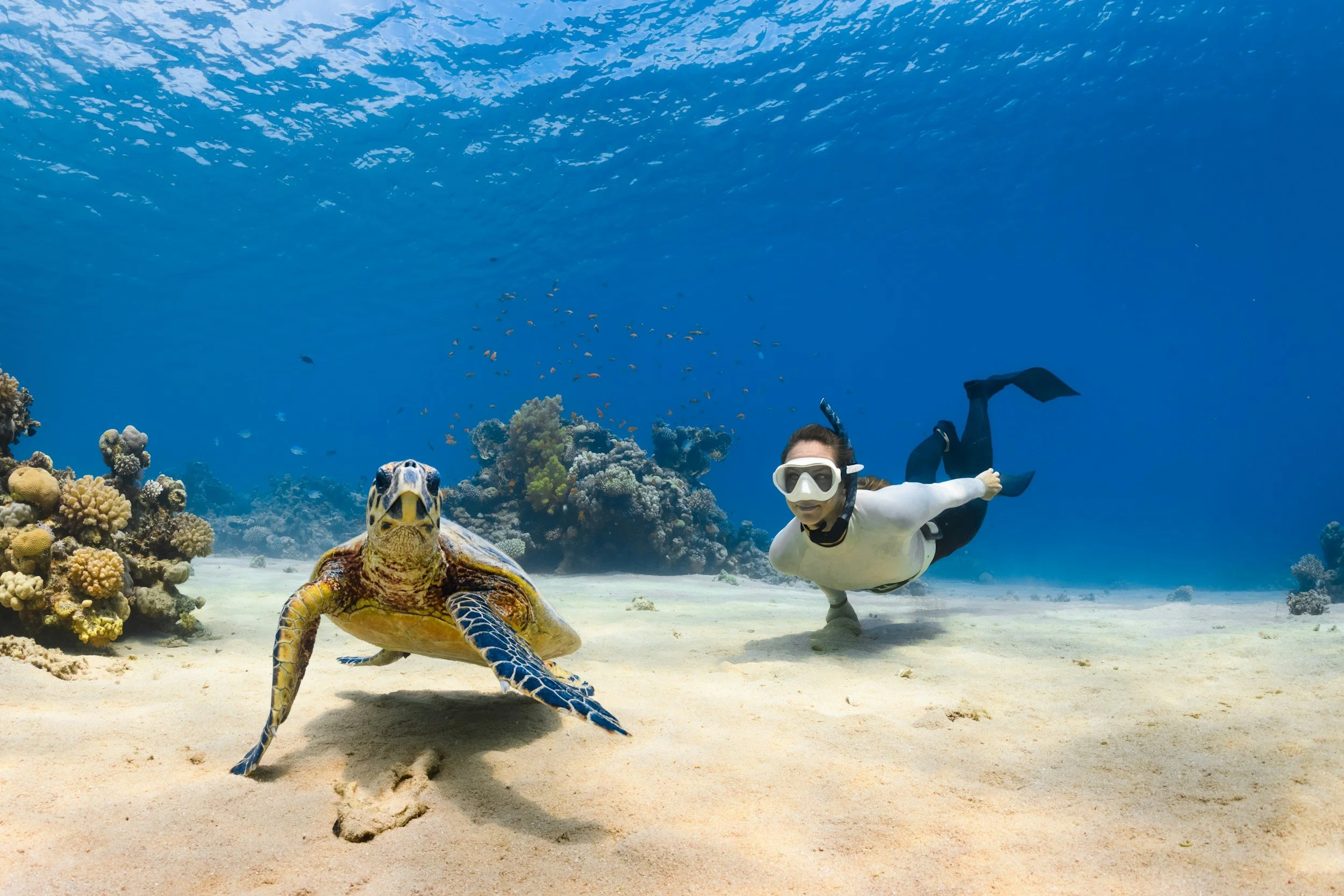 Snorkeling with turtles in Waikiki, Hawaii.