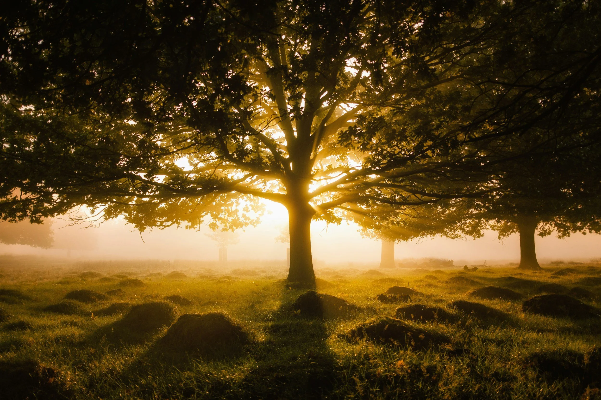 A sunny morning in a park with large oak trees and grass covered ground, sunlight filtering through the branches.