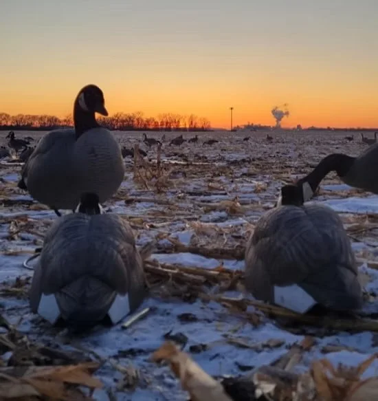 From the Goose Blind