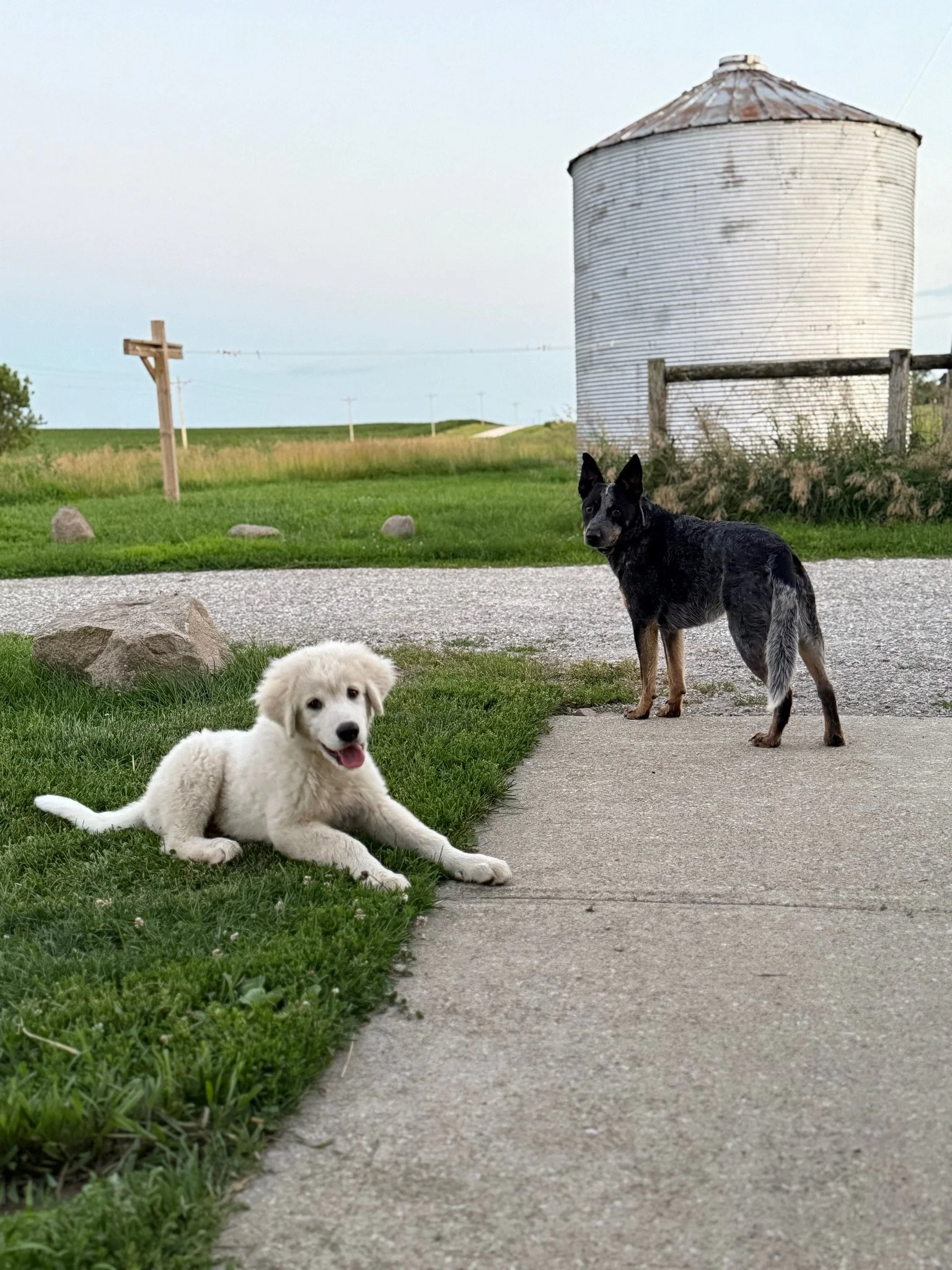 A black and tan dog standing on a gravel path with a white puppy lying on grass nearby, in front of an old silo and a distant fence on a farm.