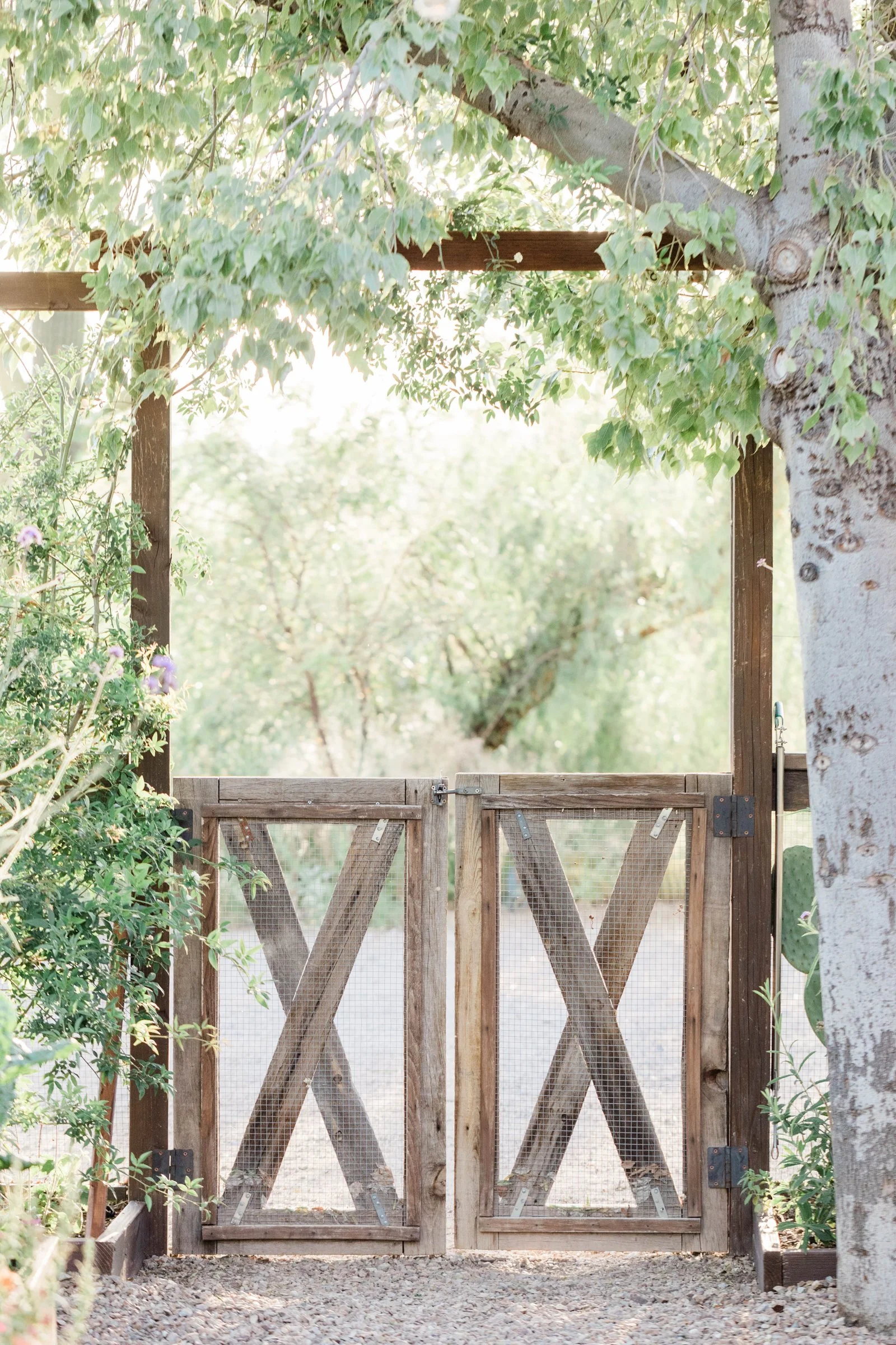 A wooden garden gate with metal hinges, surrounded by lush green plants and a large tree on the right.