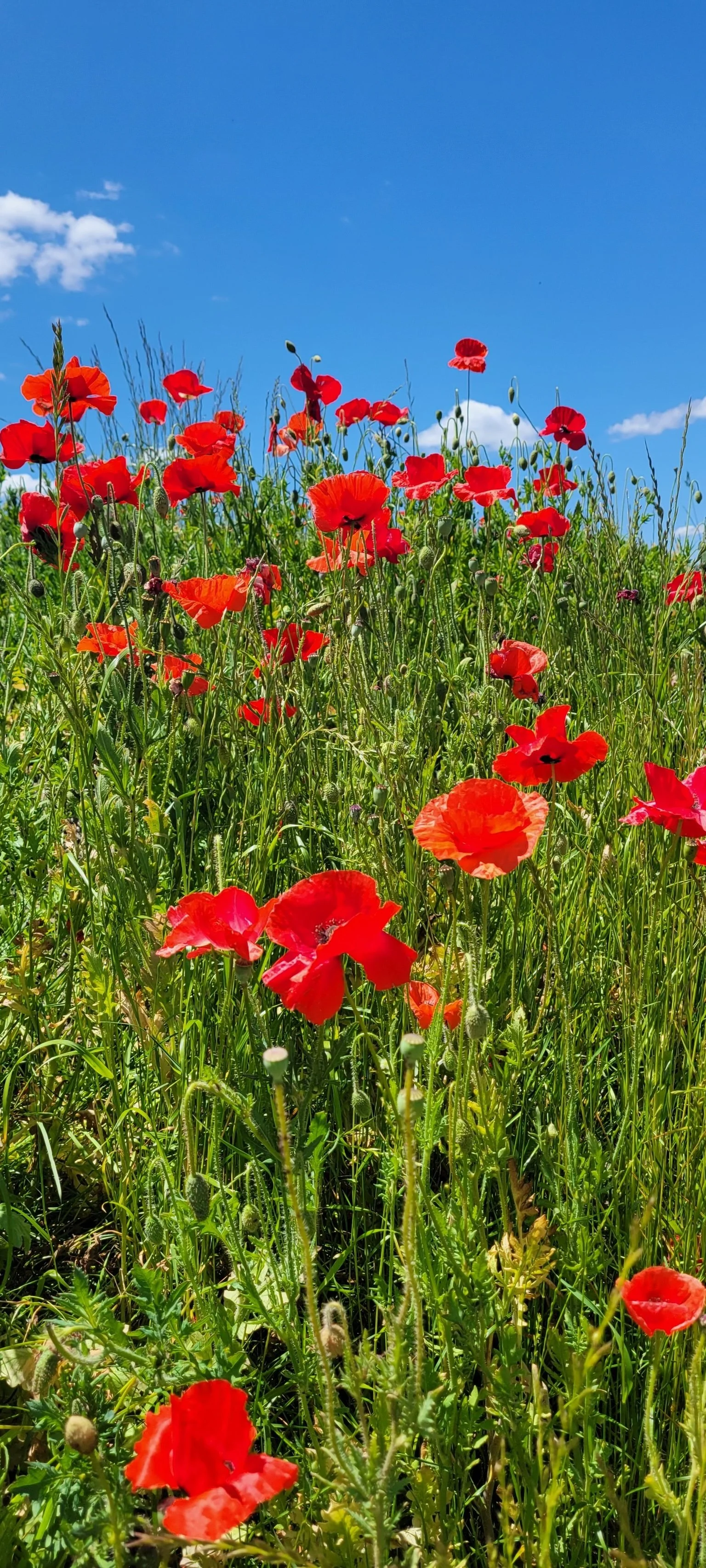 A field of red poppy flowers under a blue sky with scattered clouds.