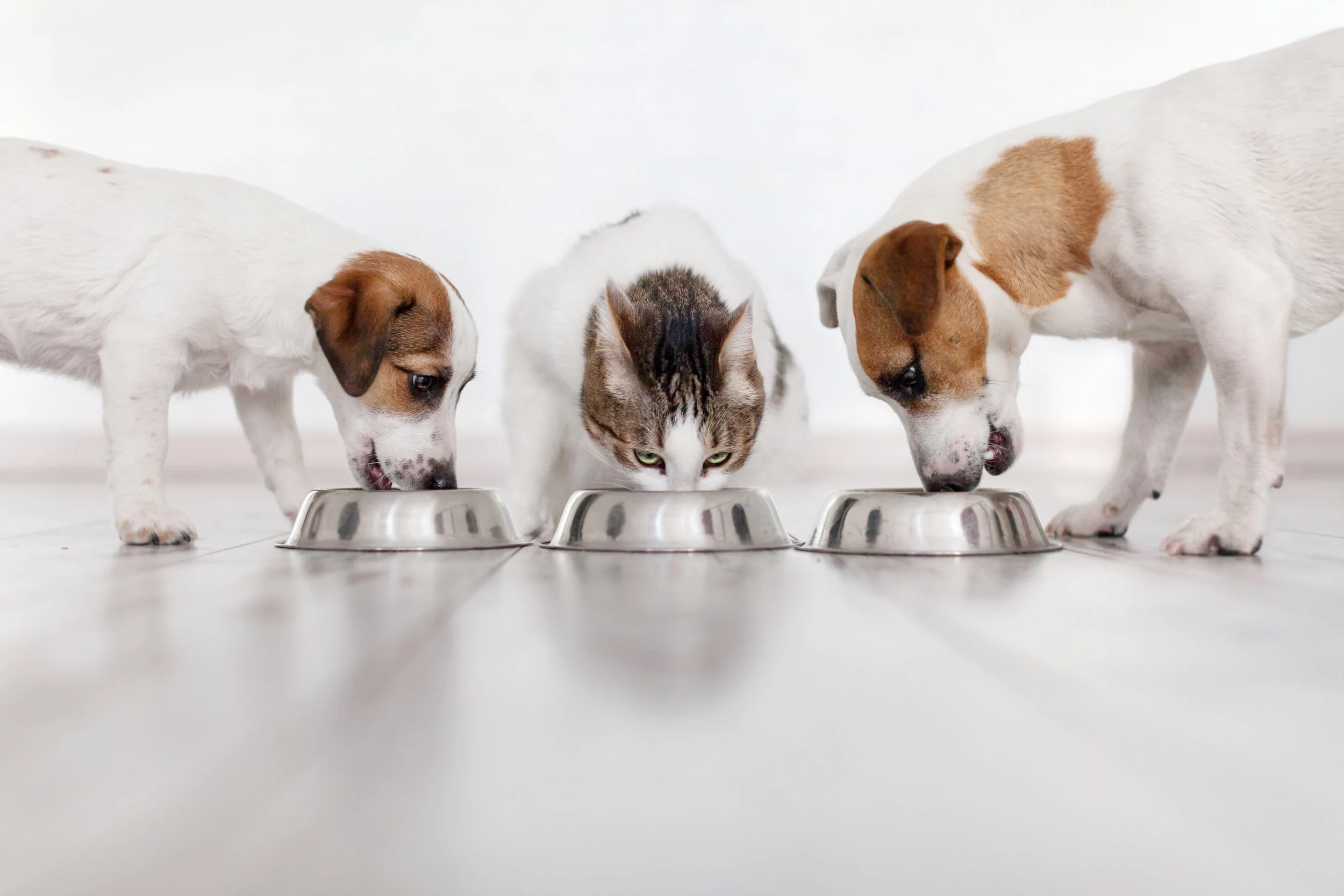 Simmons Animal Nutrition R&amp;D Team Rises to Meet the Evolving Demands of the Pet Food Market