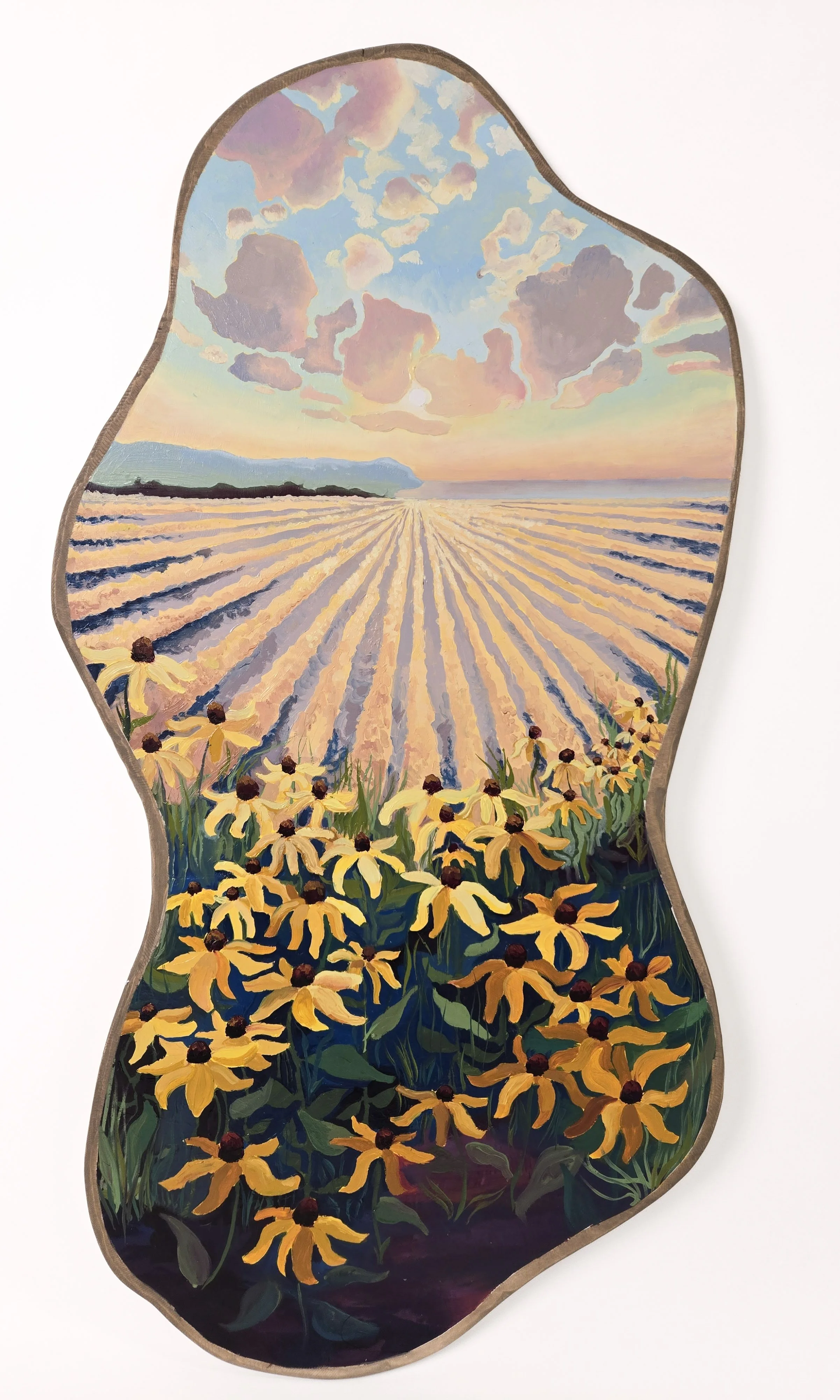 Black Eyed Susans at Sapowet,
Oil on shaped birch panel,
20 x 38,”
2026