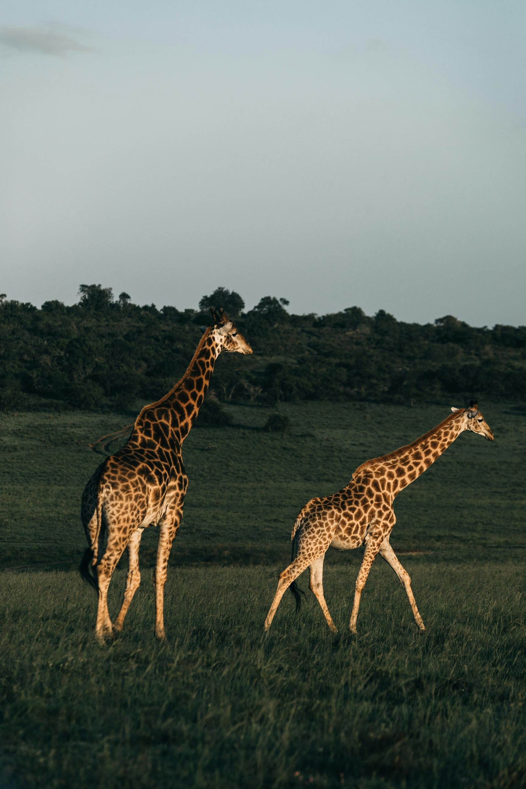 Safari Honeymoon in 2026: Everything You Need to Know Before You Book