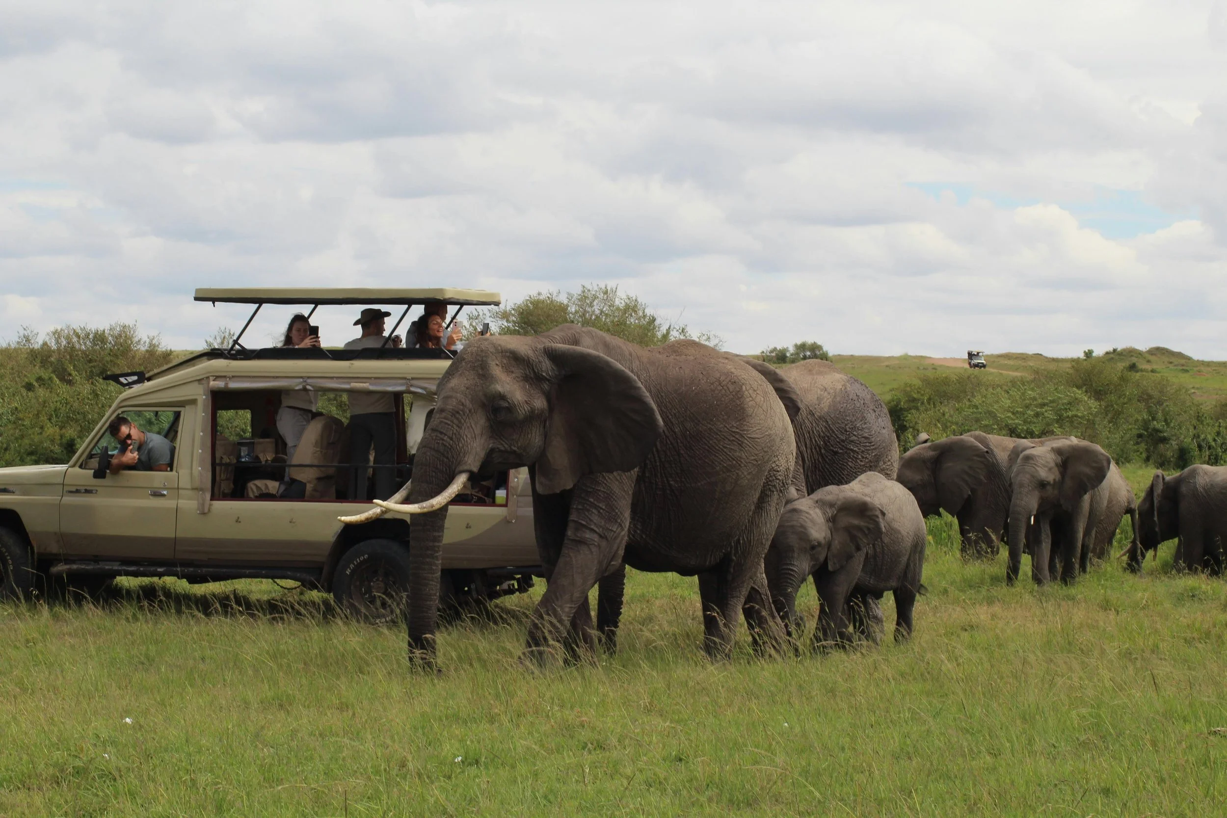 Safari Honeymoon Showdown: Kenya vs. Tanzania vs. South Africa