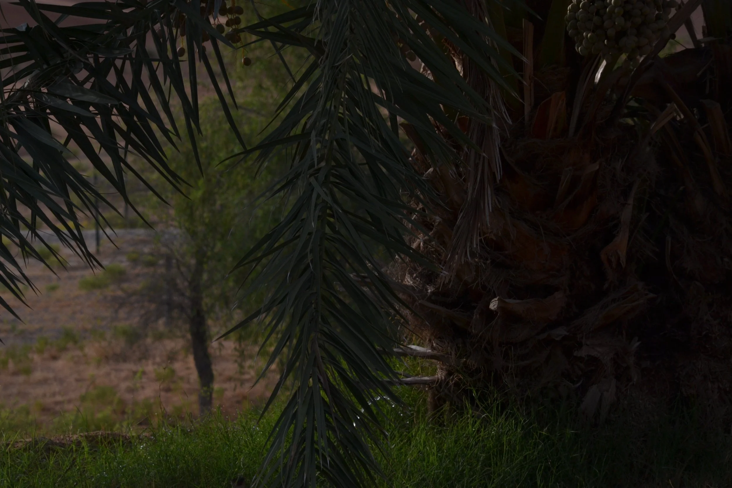 Unexpected Green,
2024, 
Digital photography series.
30 x 40 cm  