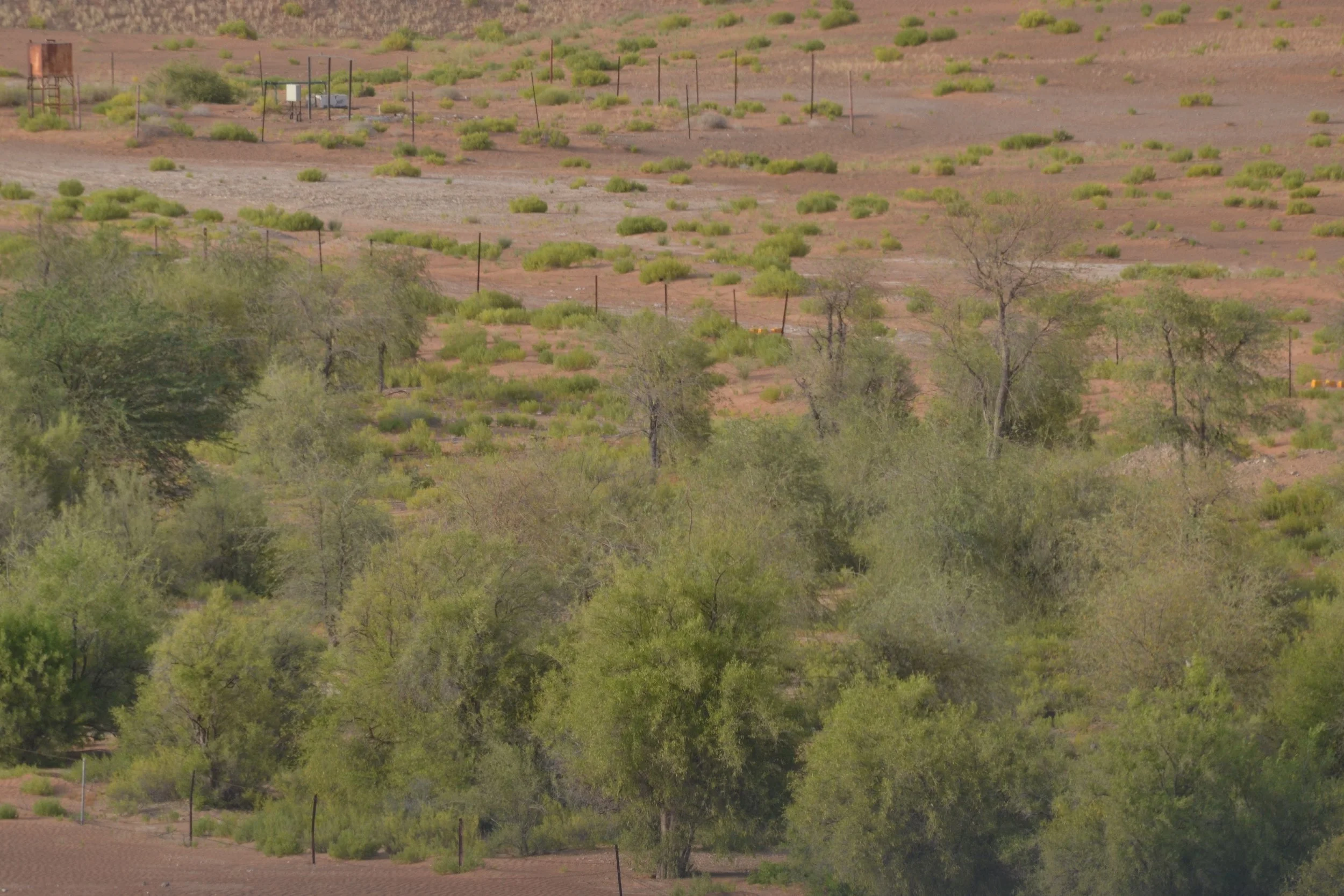 Unexpected Green,
2024, 
Digital photography series.
30 x 40 cm  