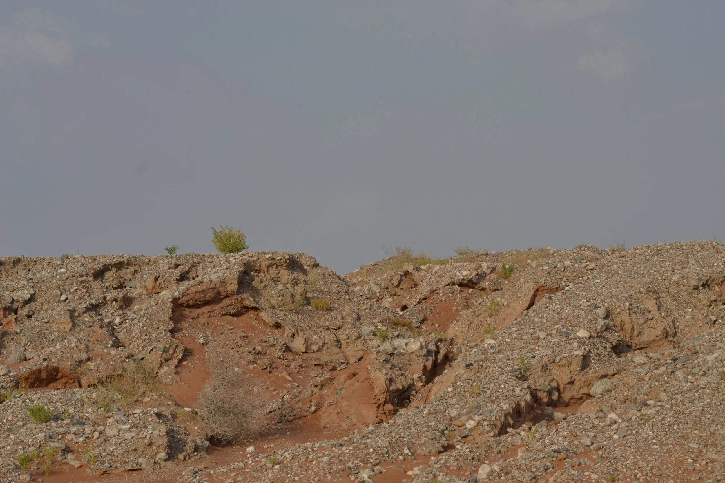 Unexpected Green,
2024, 
Digital photography series.
30 x 40 cm  