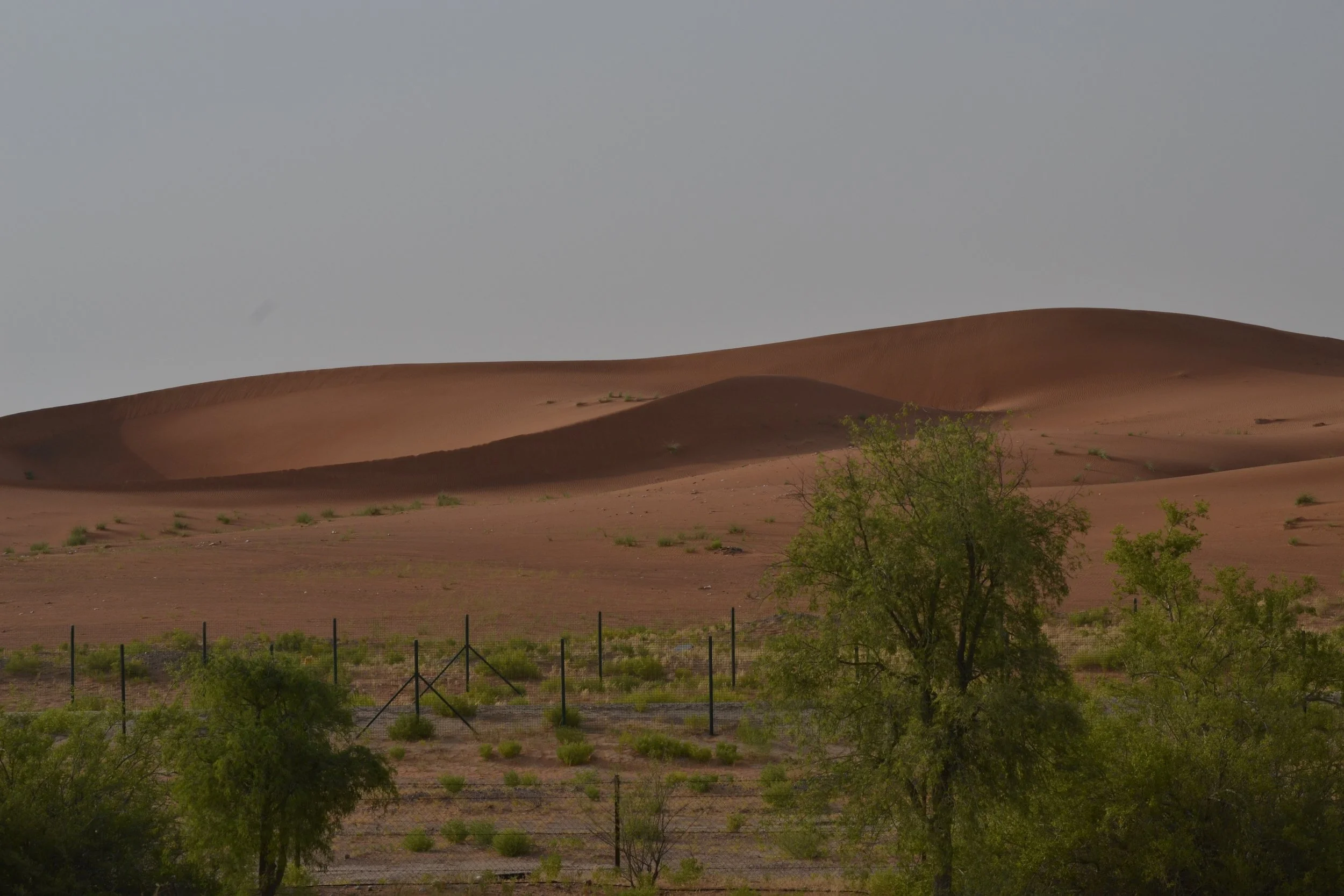 Unexpected Green,
2024, 
Digital photography series.
30 x 40 cm  