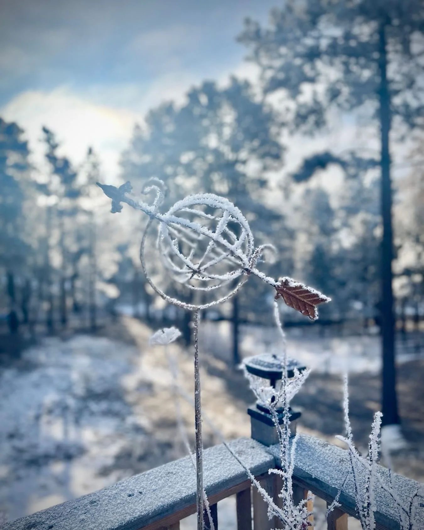 Winter has her beauties. 🤎