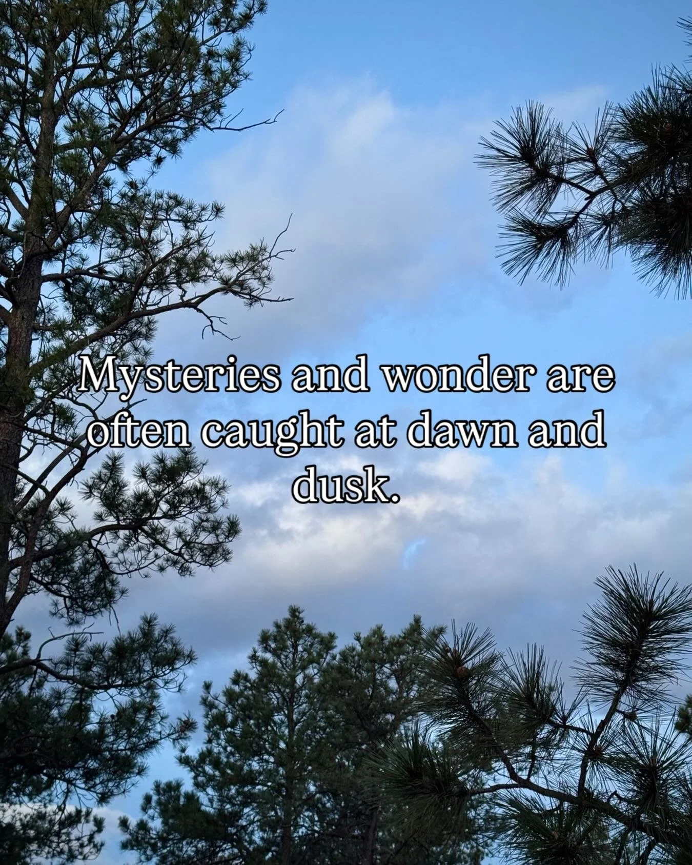 This morning at barely dawn I was blessed not only with the sounds of the owl in our meadow, but seconds later with the sight of the owl flying over head and then landing briefly on a near tree. I saw it silhouetted against the early morning sky and 