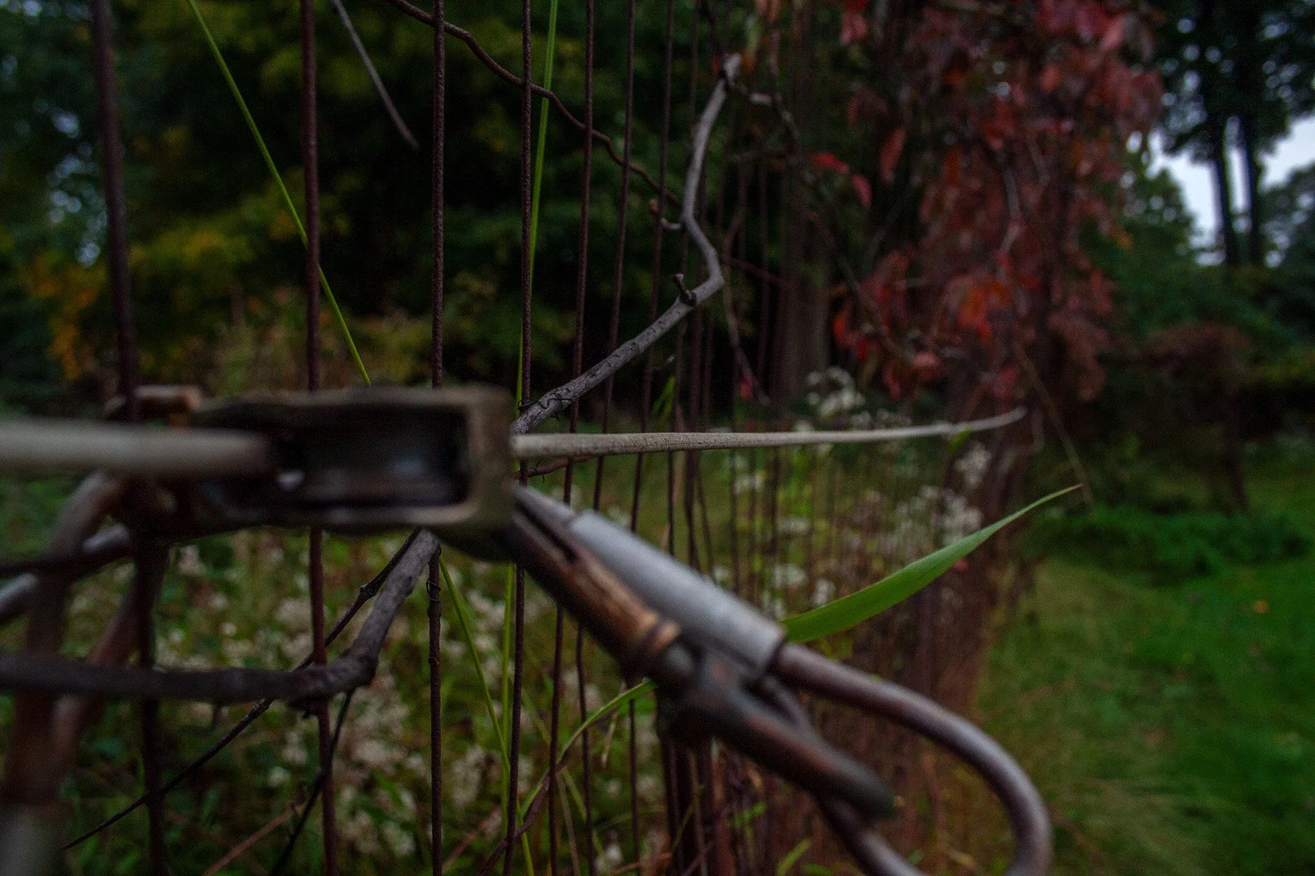 Fence.jpg