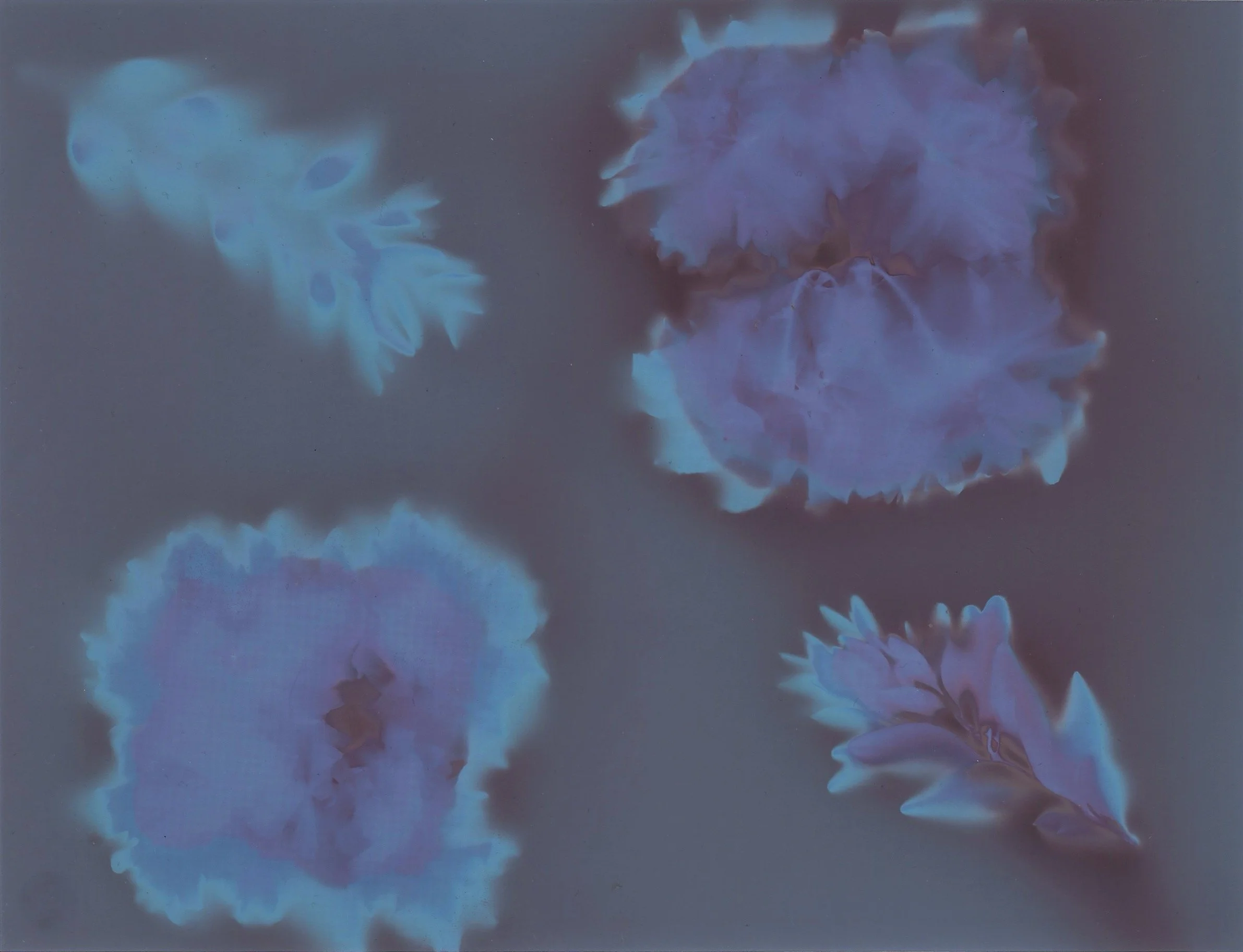 Portfolio 2- Photographic Processes