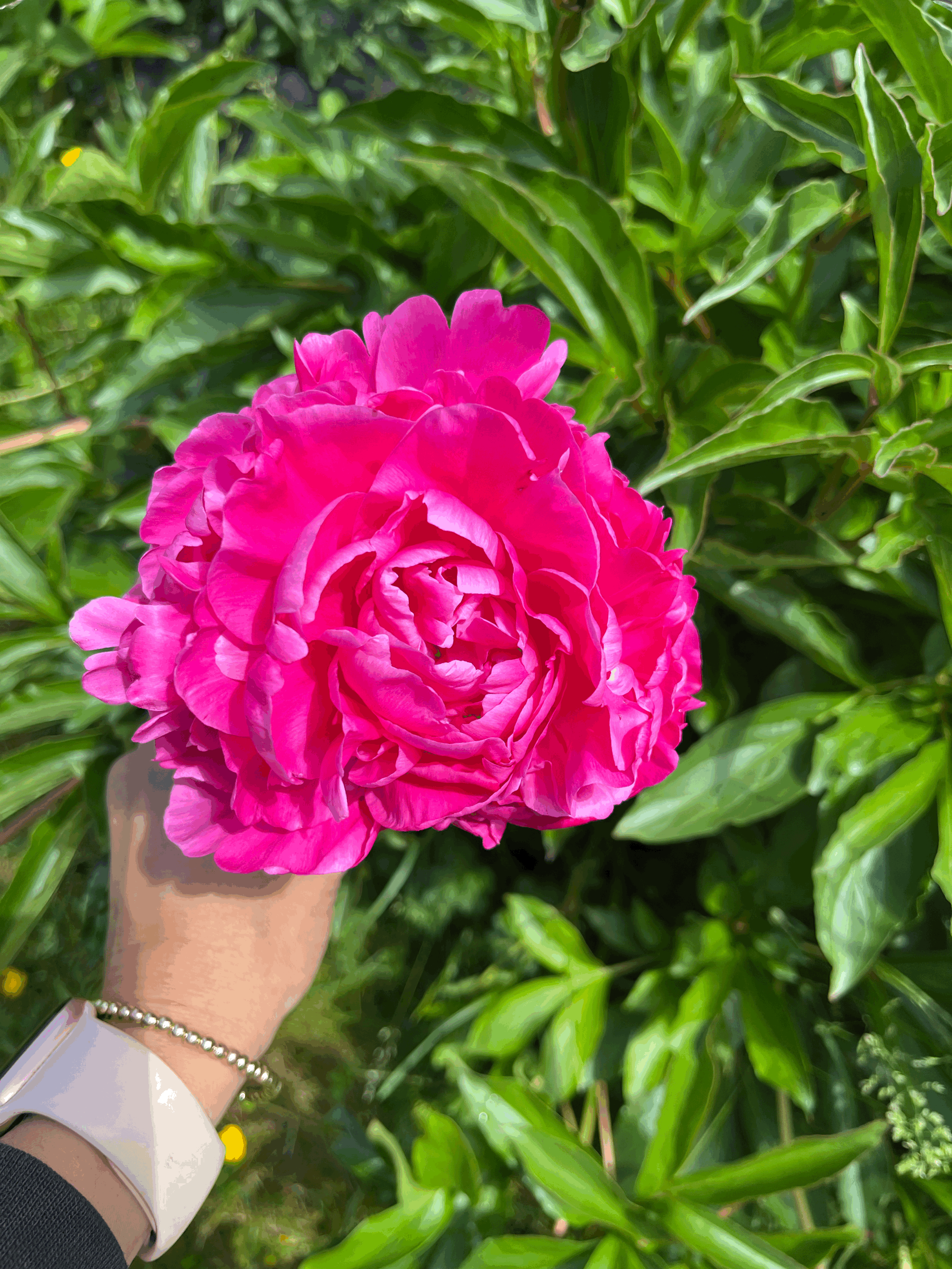 XL Kansas Peony - 7+ Eye Bare Root