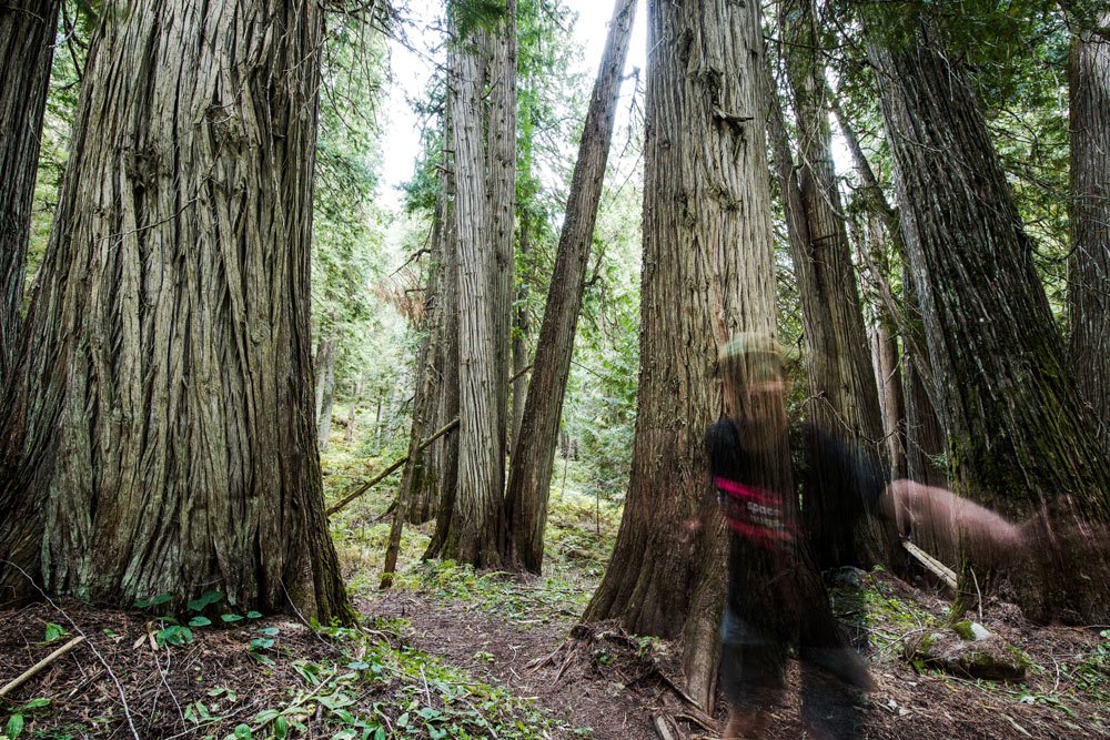A wooded forest with tall trees and a narrow dirt trail.
