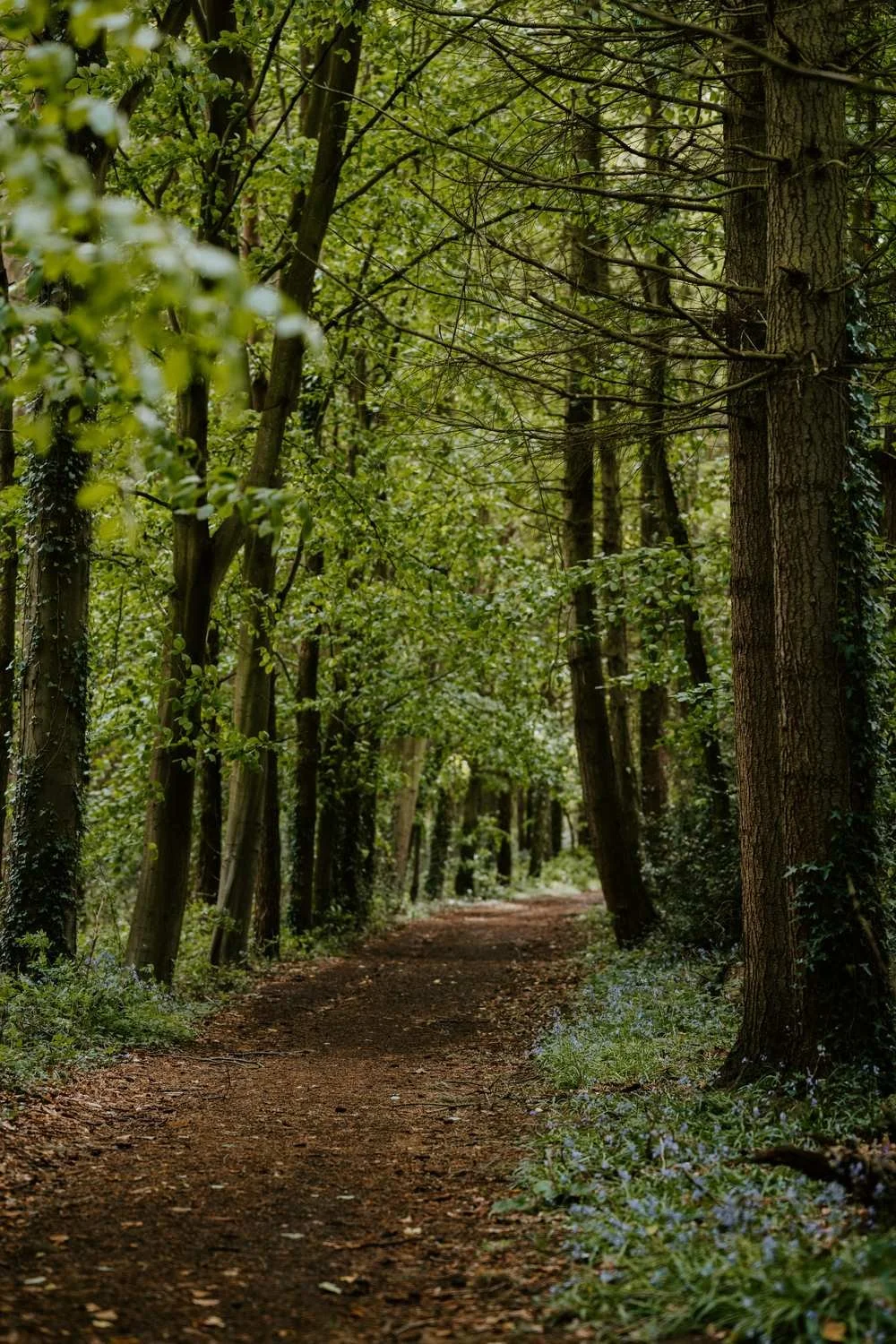 A quiet woodland path lined with trees and bluebells, representing the contemplative journey of spiritual direction and soul care
