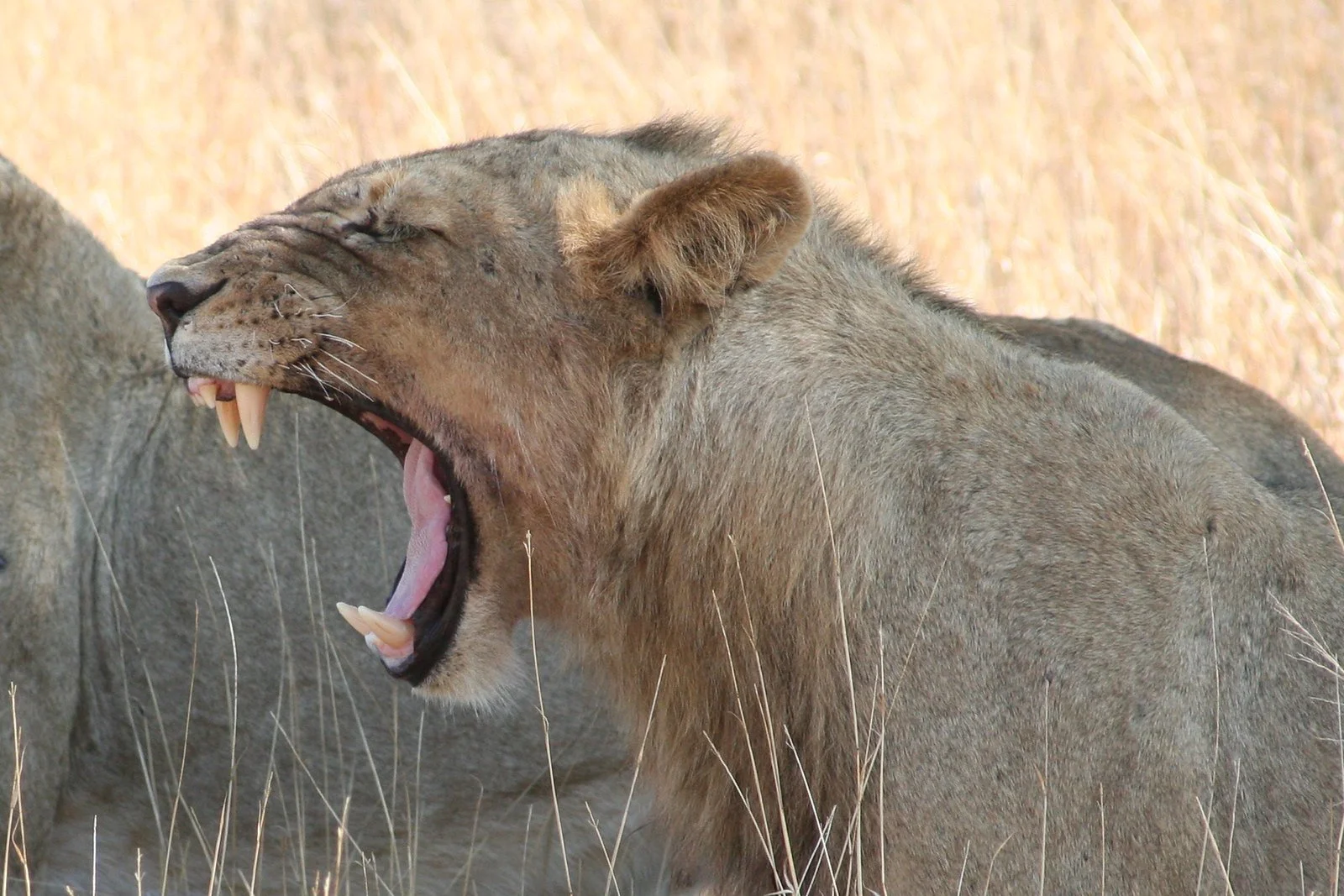 Specializing in safari adventure travel - Young Travel & Cruises