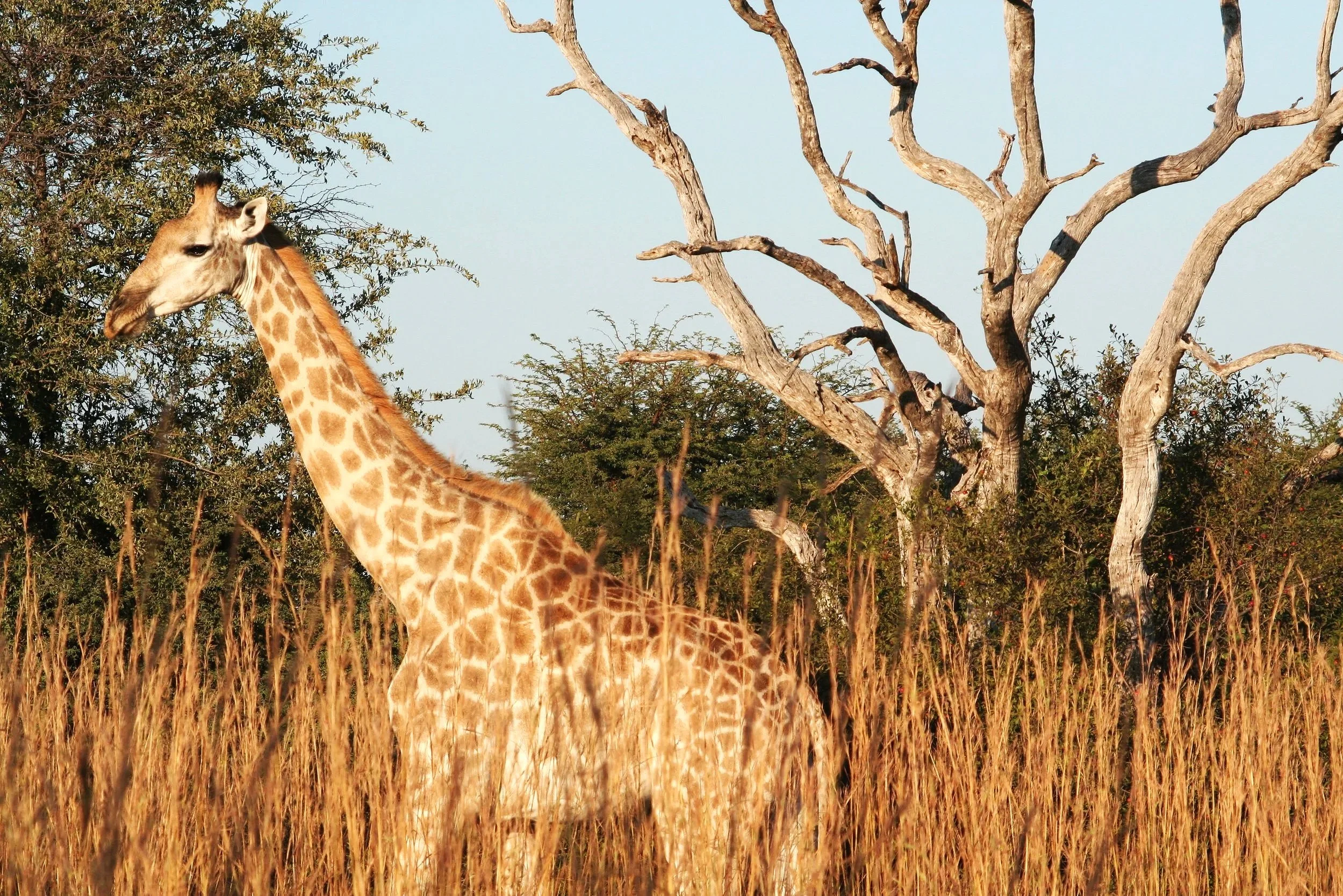 Safari travel agent in Greenville, SC