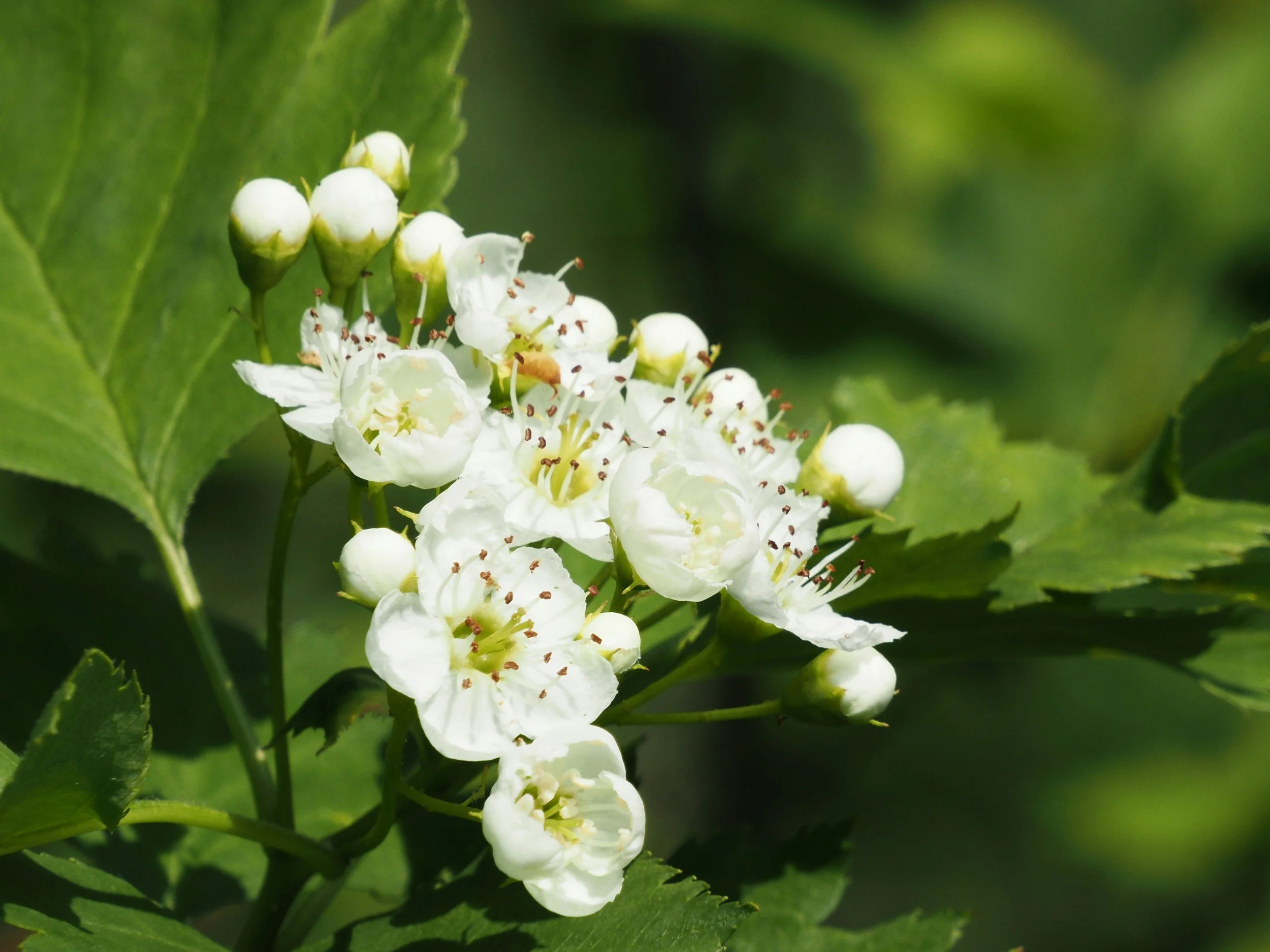 Close-up of a cluster of white flowers with green leaves in the background.