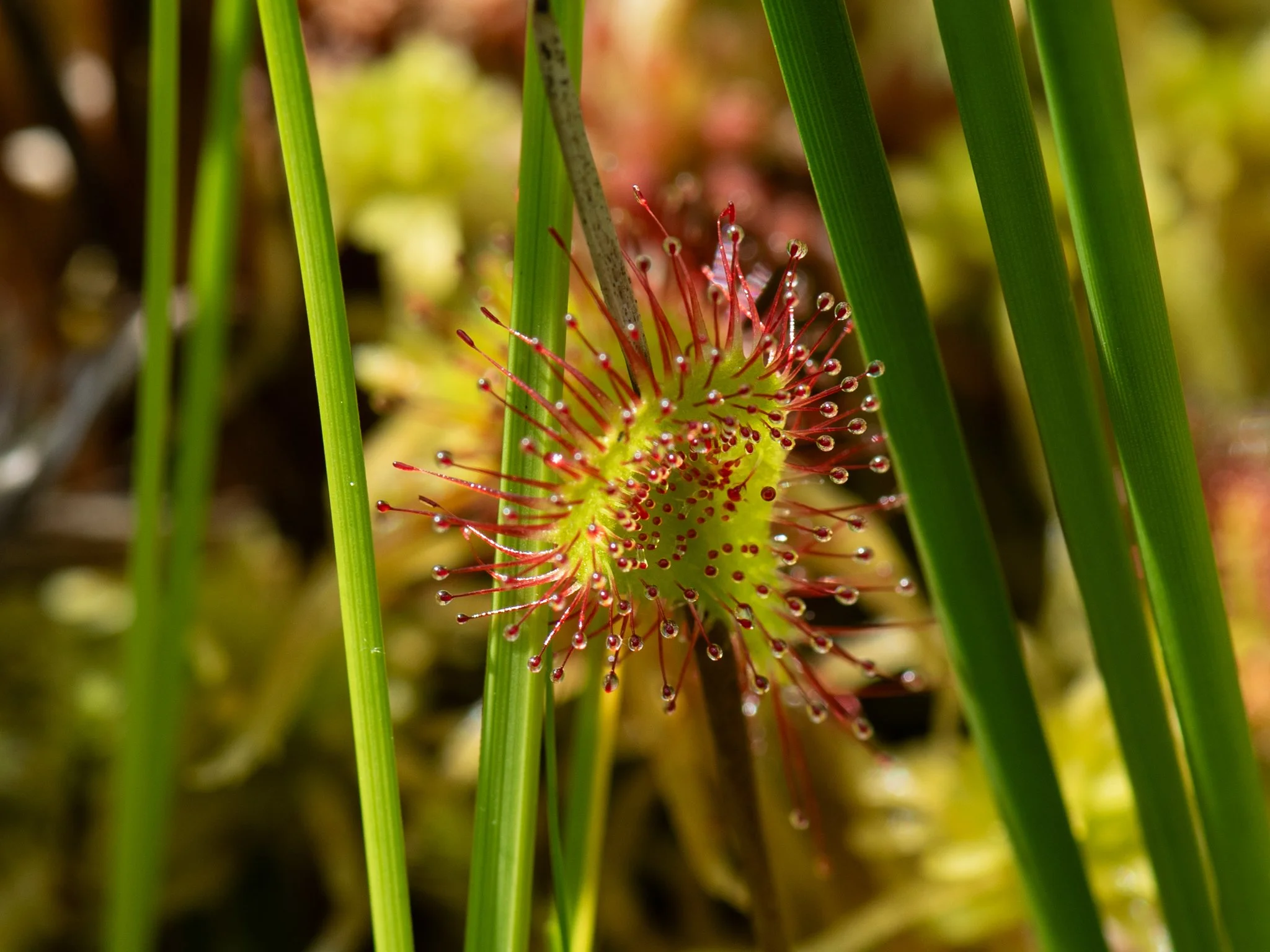 Jun19BrownBog10.jpg