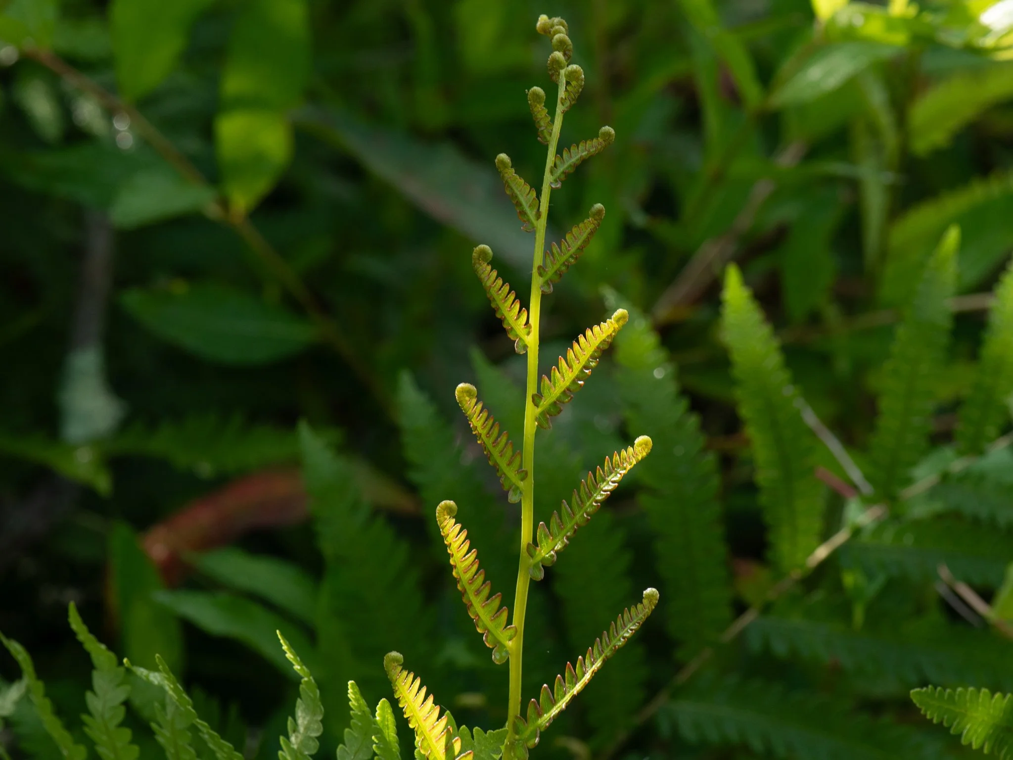 July24TriangleBog18.jpg