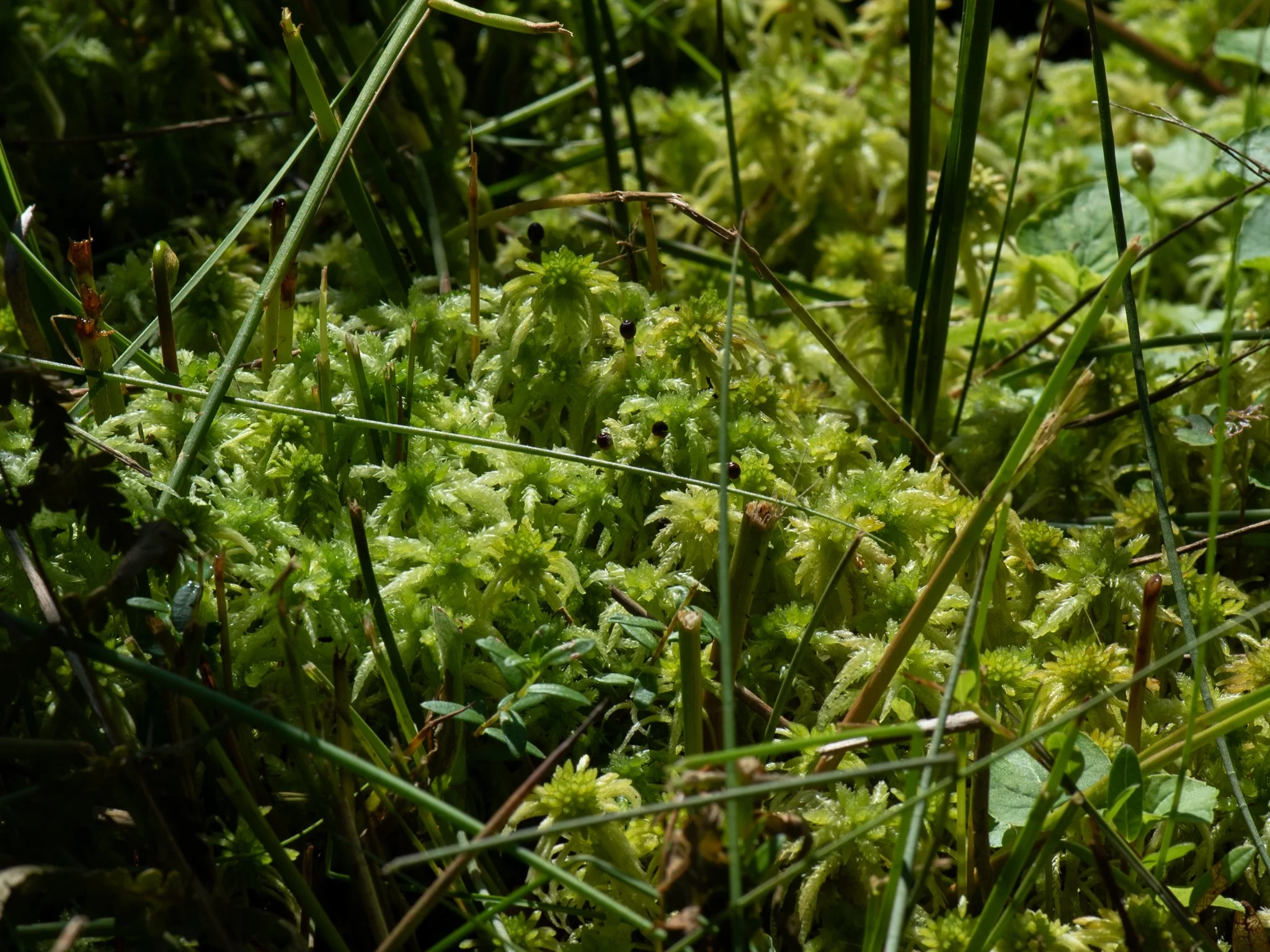 Jun19BrownBog22.jpg