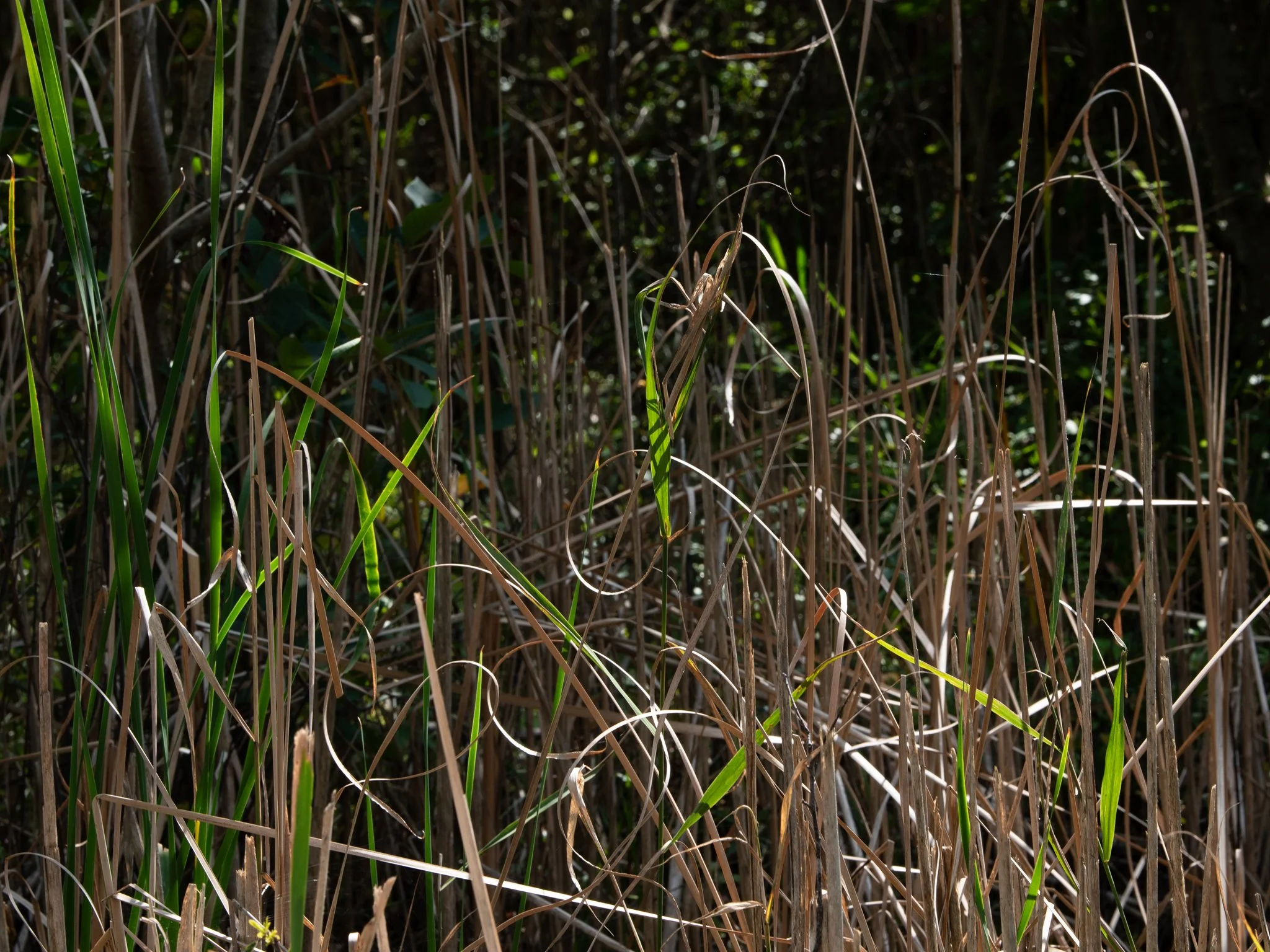 JacksonBog28Aug4.jpg