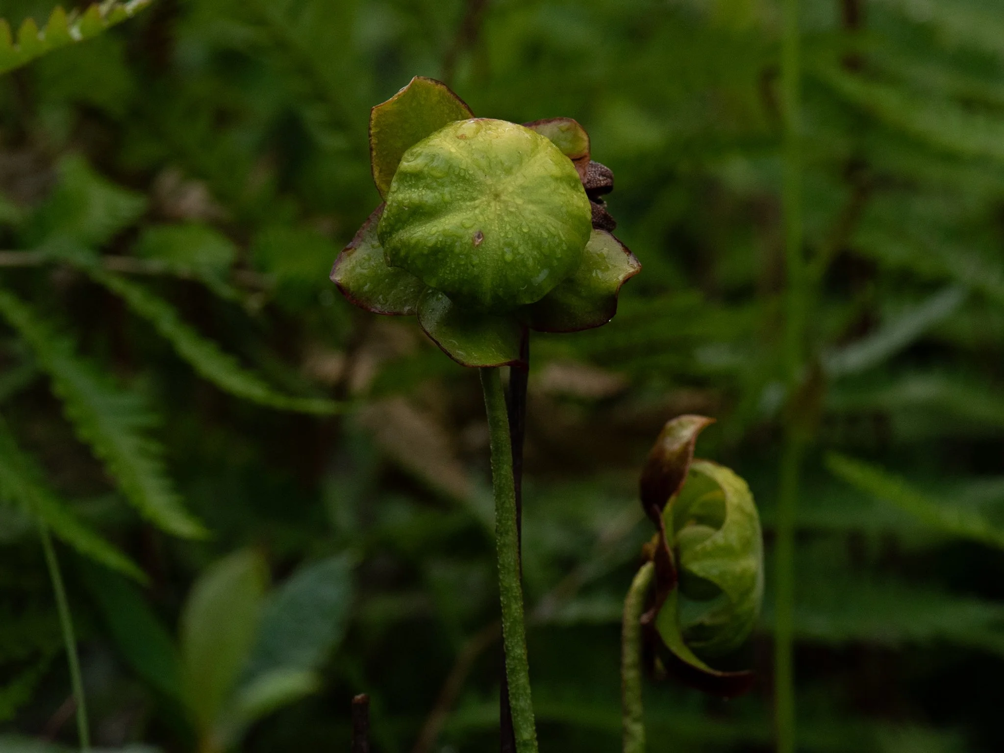 July23TriangleBog25.jpg
