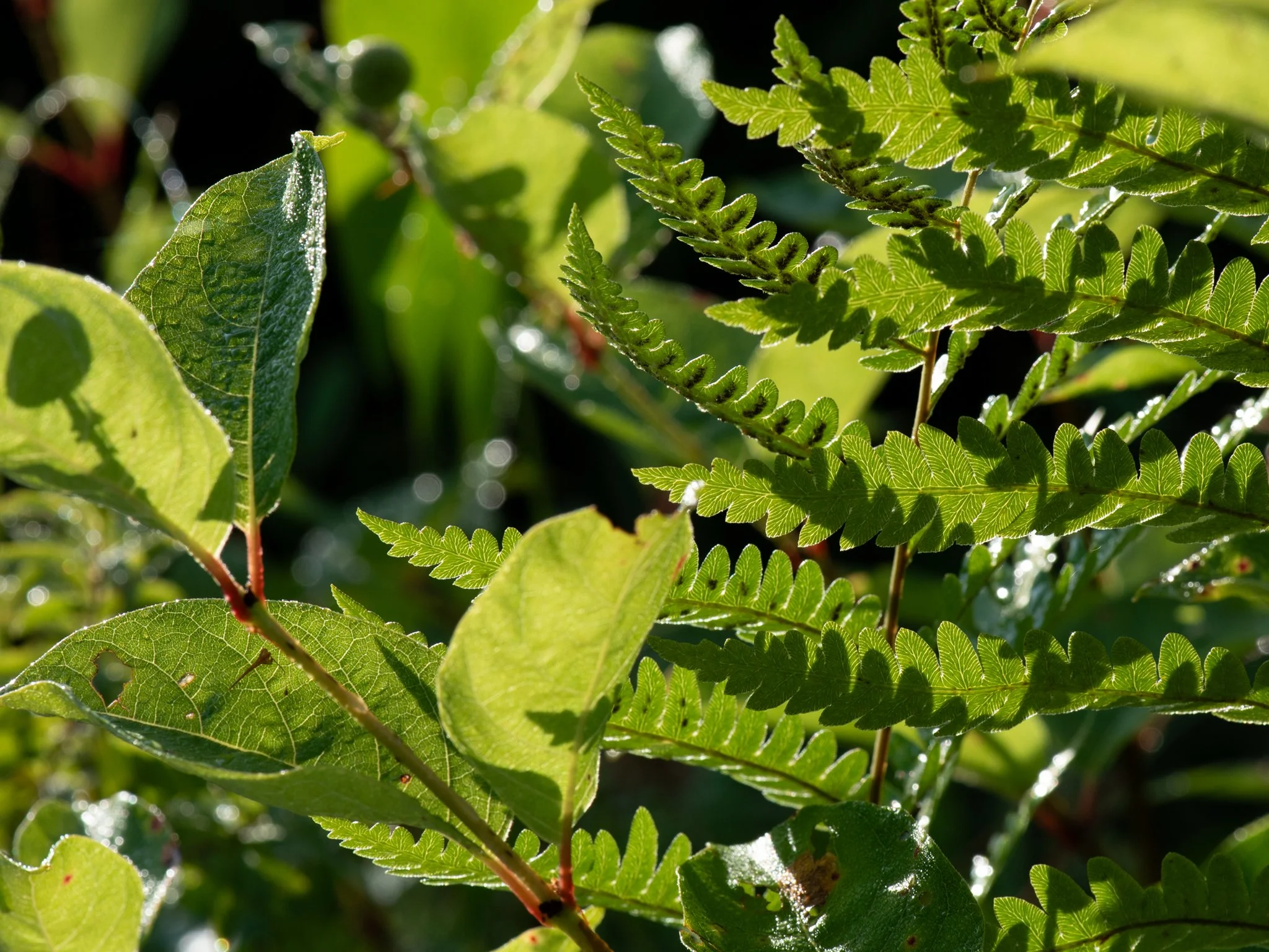 July24TriangleBog28.jpg