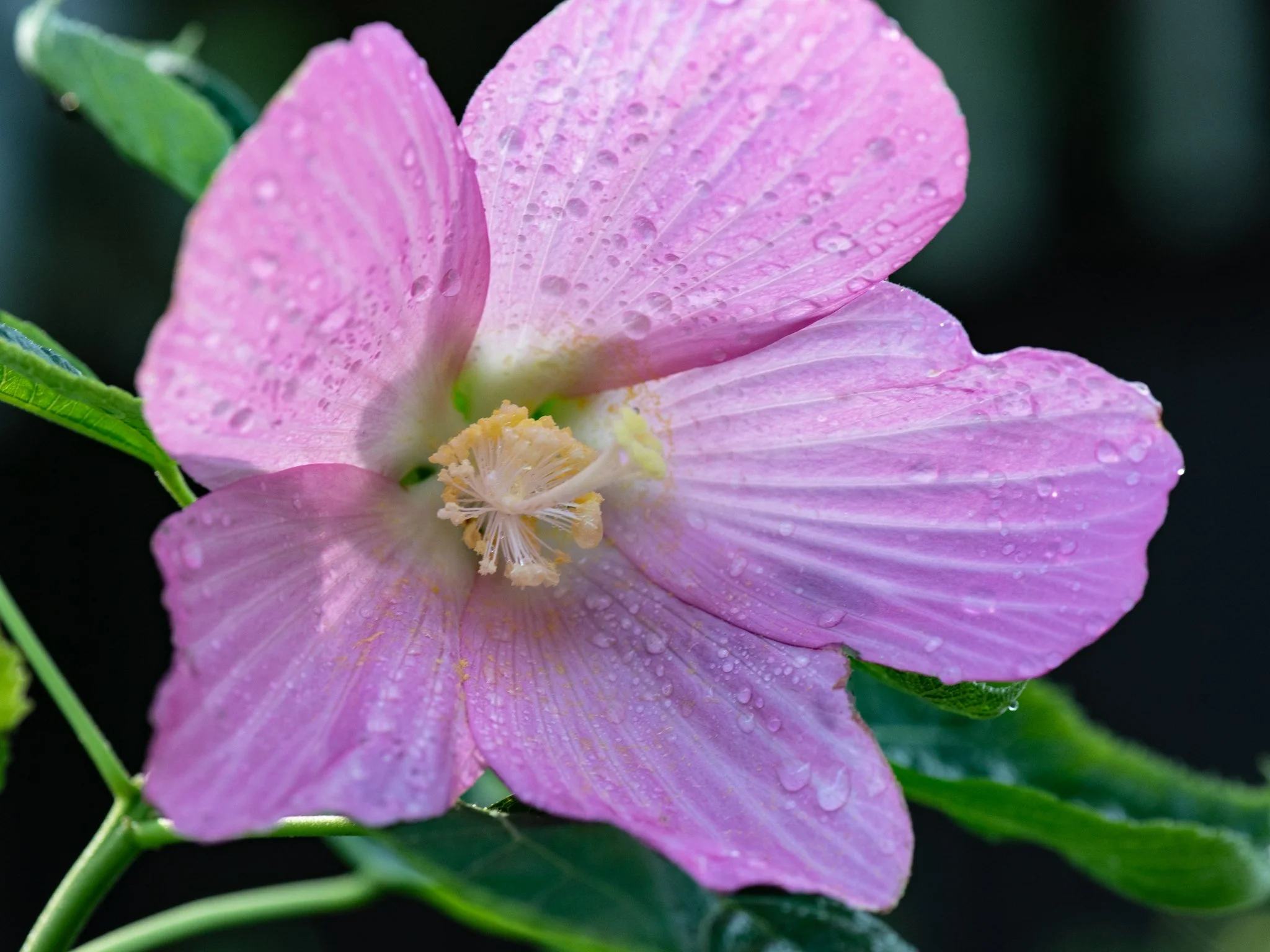 July 22nd, Woodlands Garden
