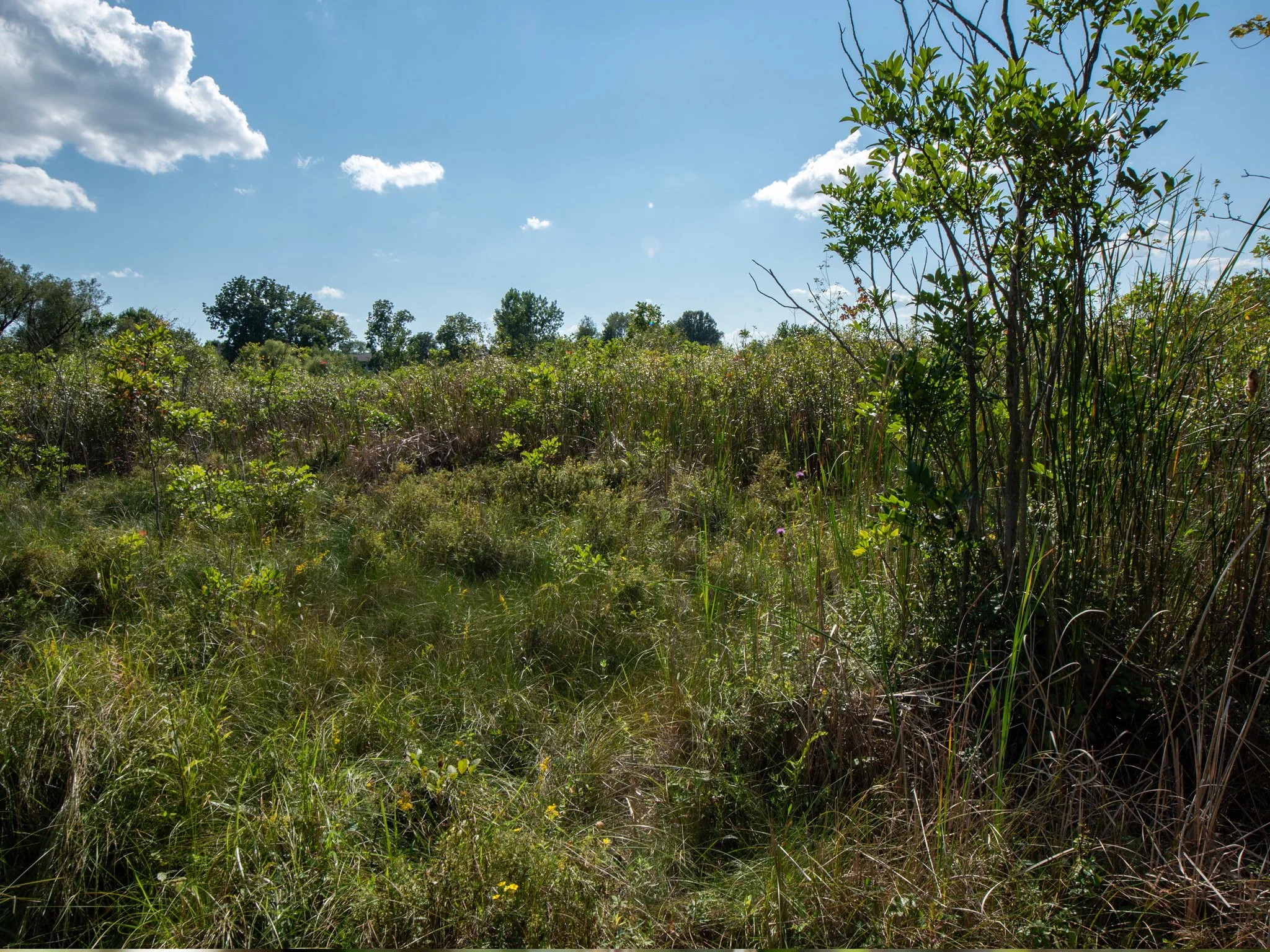 JacksonBog28Aug11.jpg