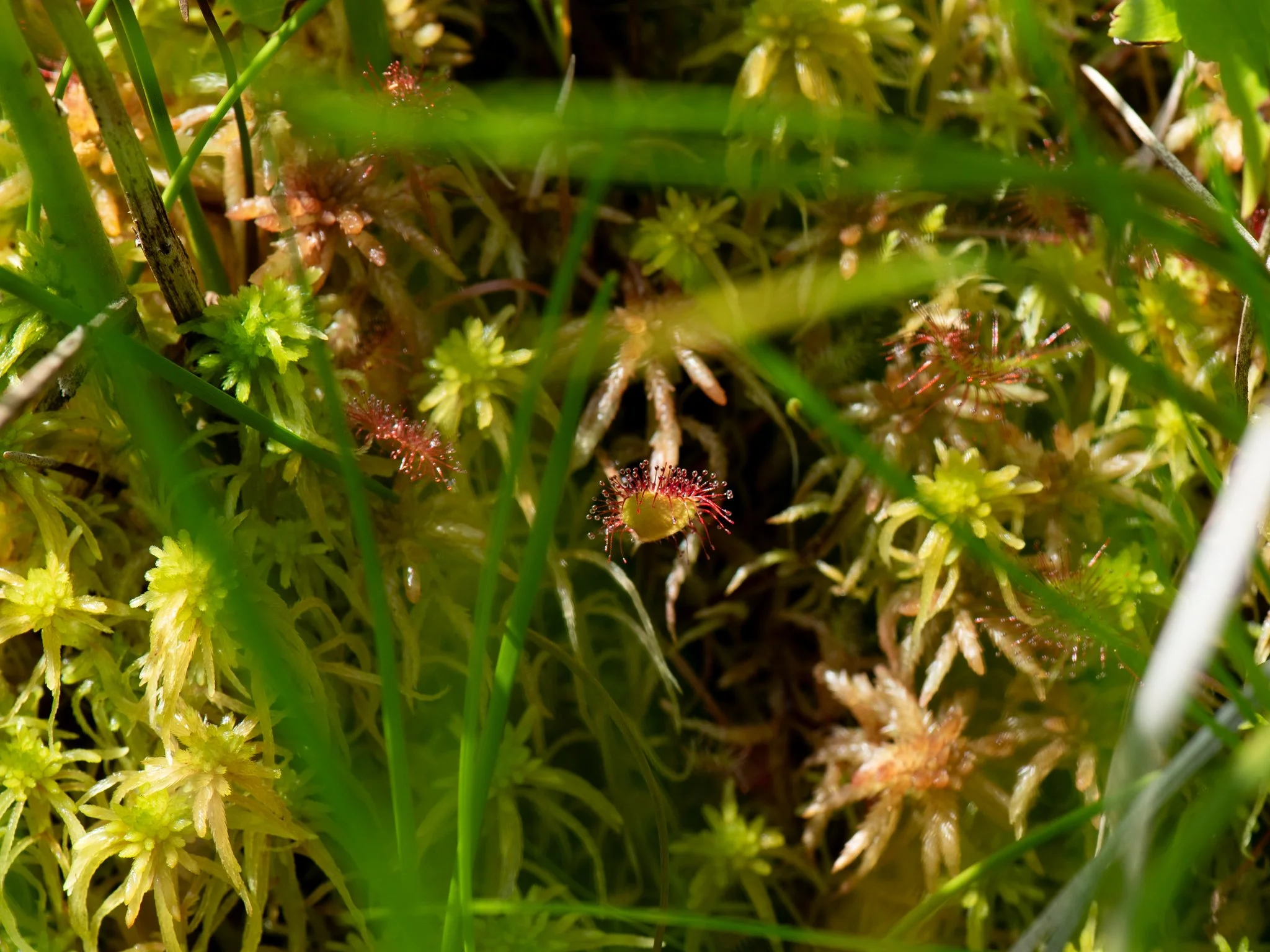 Jun19BrownBog14.jpg